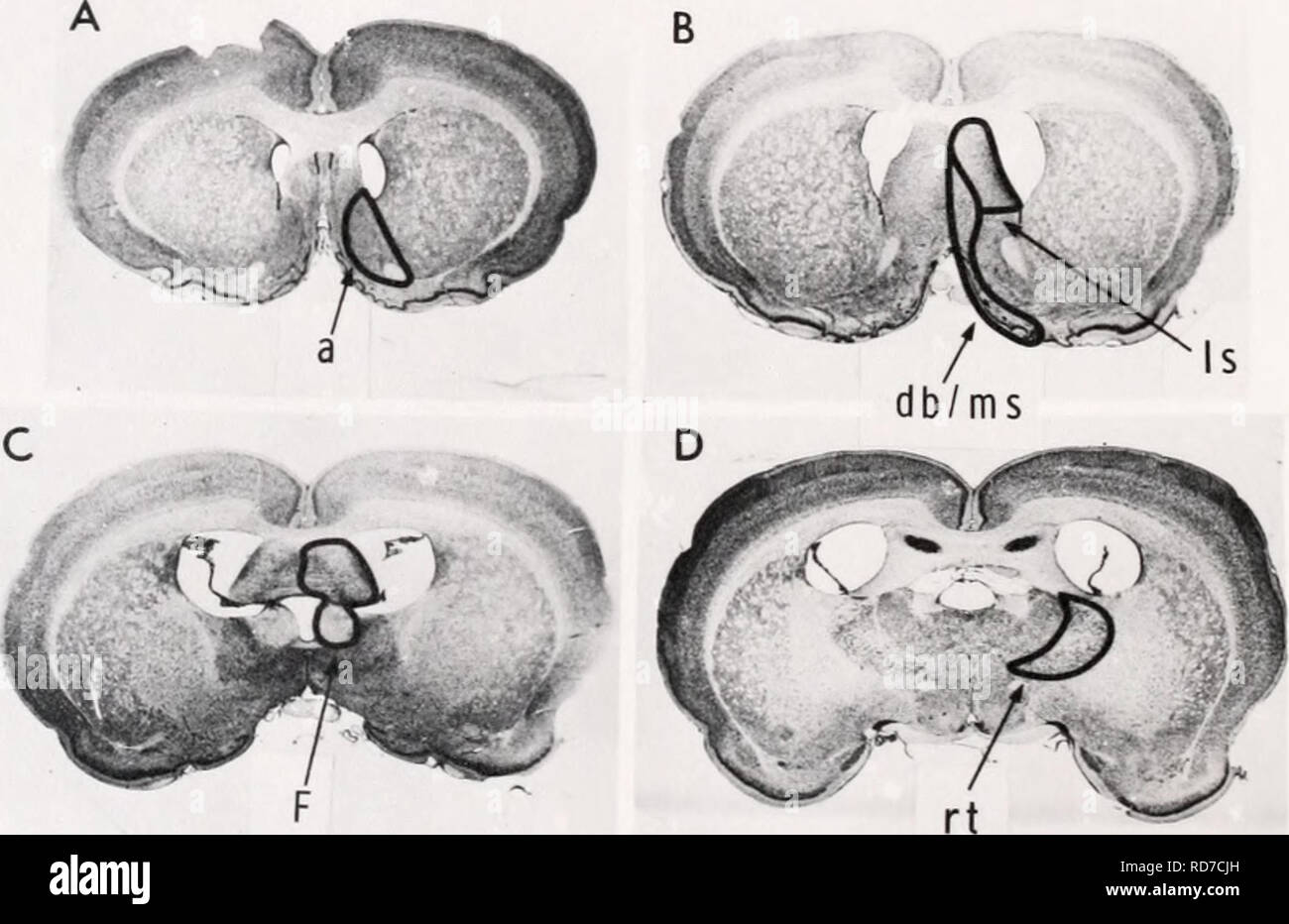 Behaviorismus Psychologie