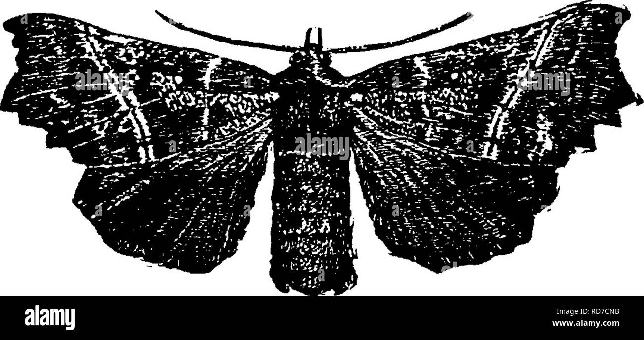 Common Moths In Ct