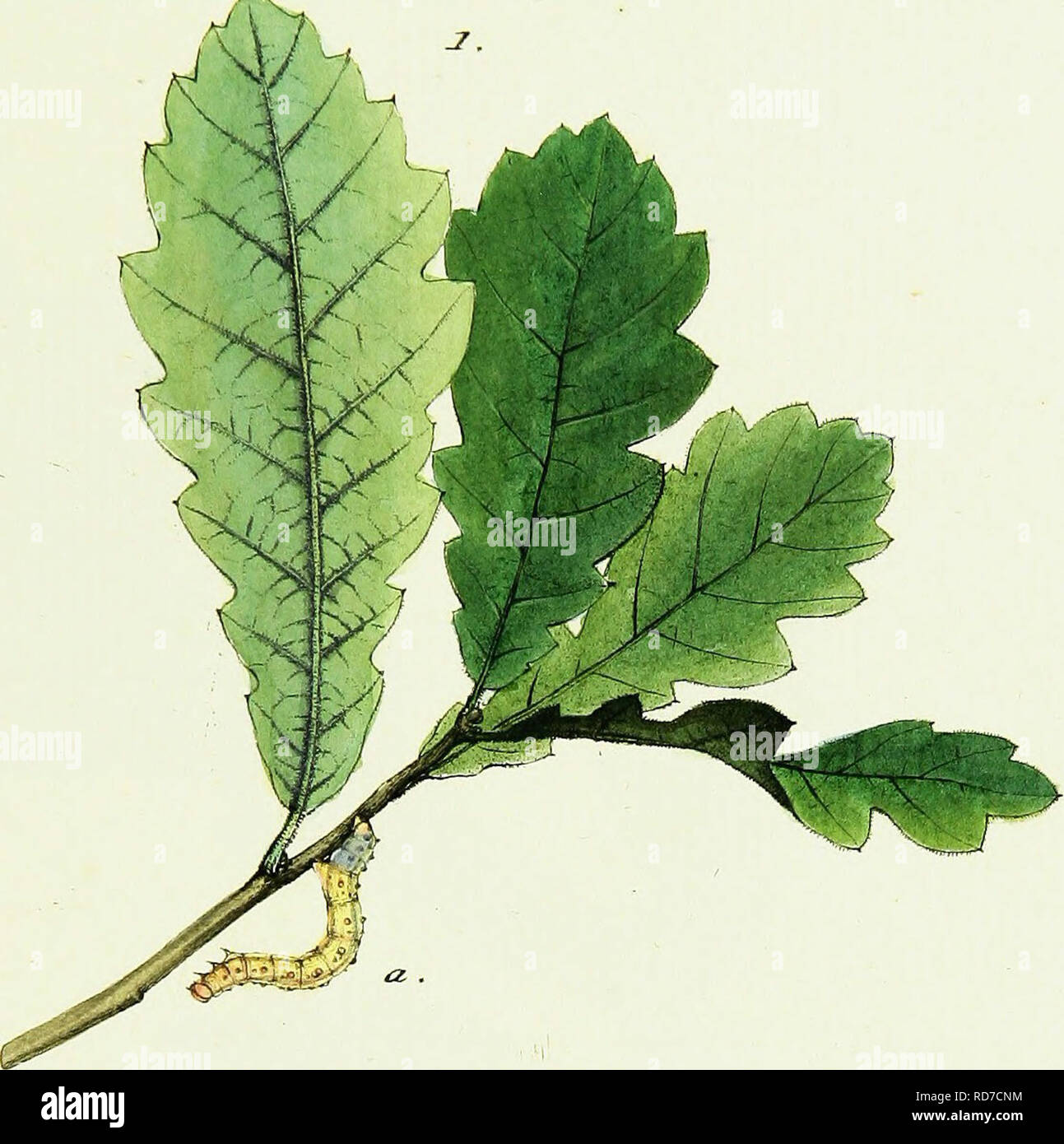 Page 13 T T O Z ª T High Resolution Stock Photography And Images Alamy