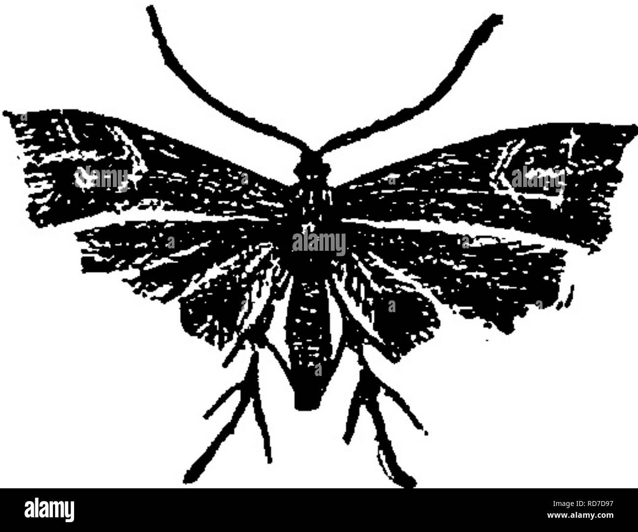 Fissures Insect Periscelidactylus Black and White Stock Photos & Images - Alamy