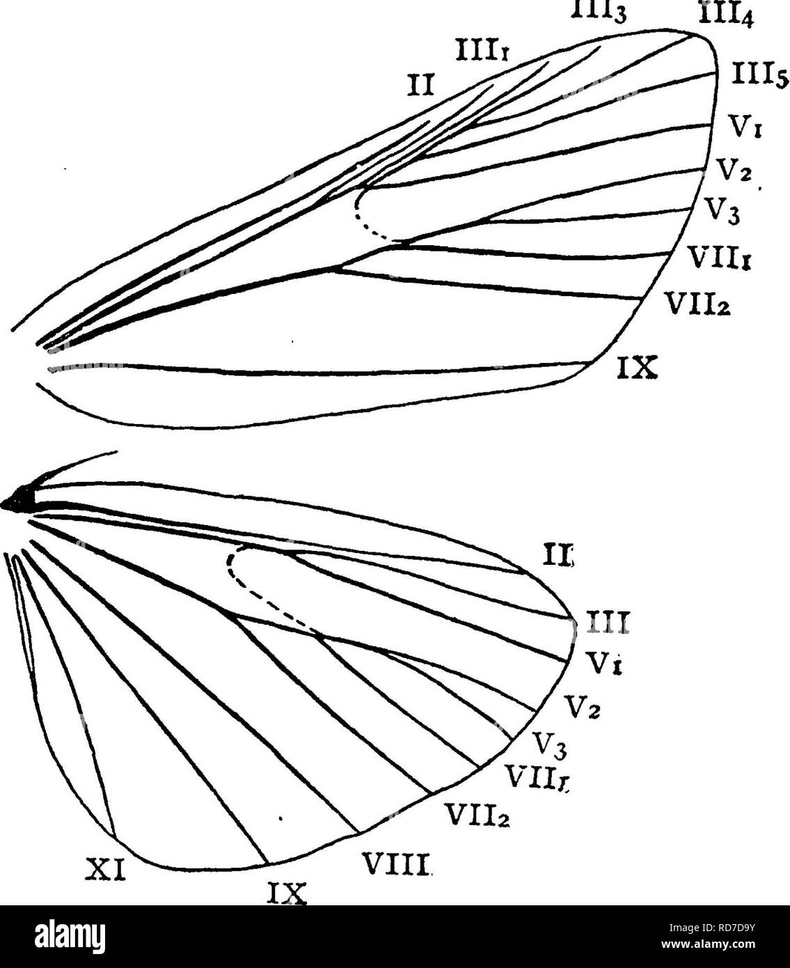 . A manual for the study of insects. Insects. LEPIDOPTERA. 233 1113. The Meal-moth, Pyralis farinalis (Pyr'a-lis far-i-na'lis) is a common species. The larva feeds on jjj^ meal, flour, and old clover-hay. The moth is commonly found near the food of the larva, but is often seen on the ceilings of rooms sitting with its tail curved over its back. It expands about an inch ; the fore wings are light brown, crossed by two curved white lines, and with a dark chocolate-brown spot on the base and tip of each. The Clover-hay Worm, Pyralis costalis (Pyr'a-lis cos-ta'- Hs). The larva of this species some Stock Photo
