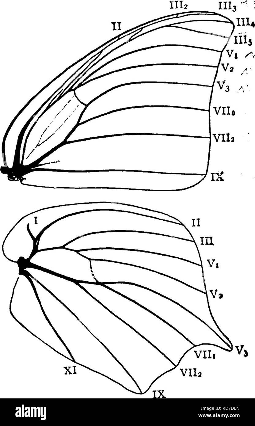. A manual for the study of insects. Insects. LEFIDOPTERA. 201 In the
