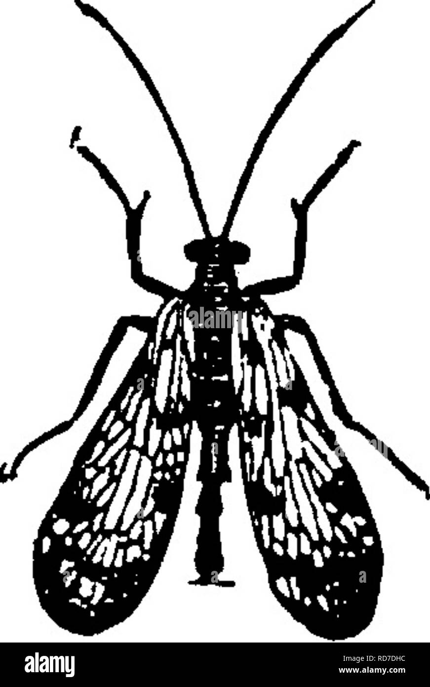 Two wings ending Black and White Stock Photos & Images - Alamy