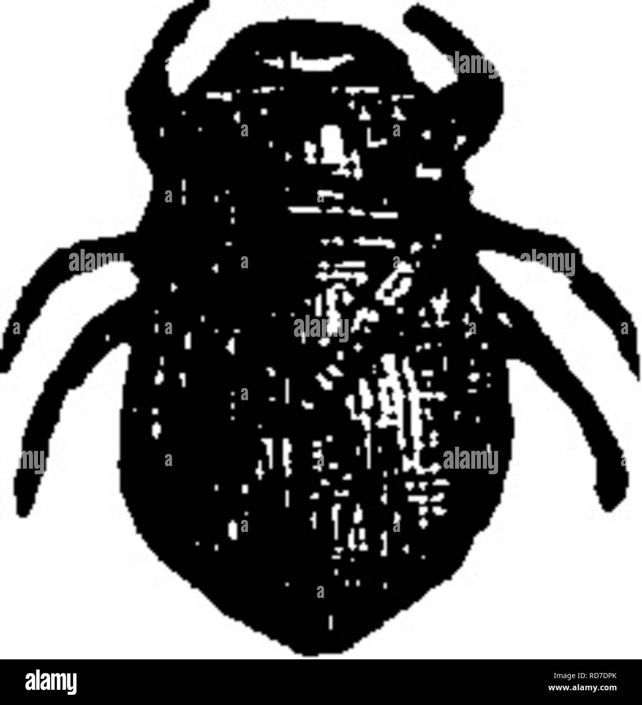 Insect Without Appendages Hind end Black and White Stock Photos & Images - Alamy