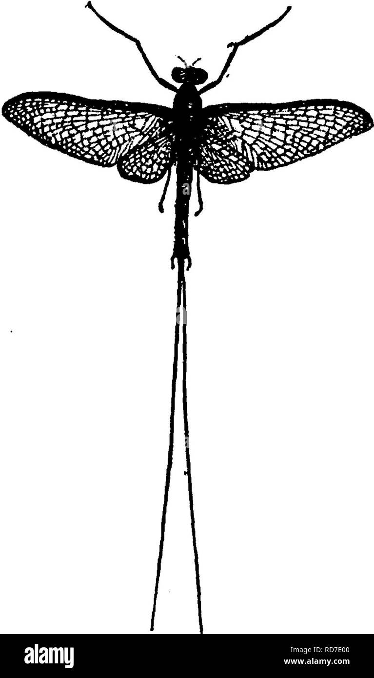 Winged veins Cut Out Stock Images & Pictures Alamy