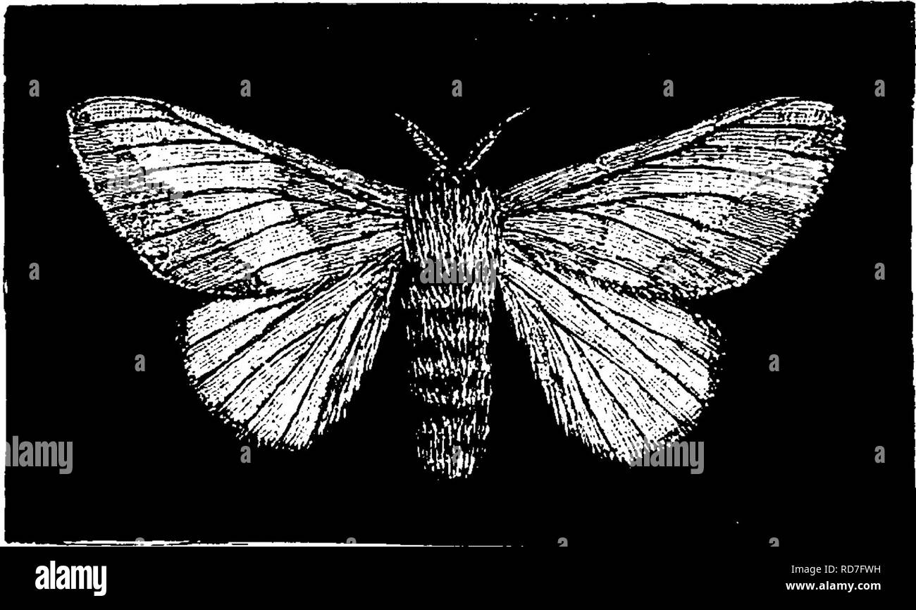 . A manual for the study of insects. Insects. LEPIDOPTERA. 349. resembling the female in coloring, and in having the wings speckled. The larva differs from the other species of A7ii- sota in having long spines on the dorsal aspect of the third thoracic and each abdominal segment in addition to the much longer spines on the mesothorax. It is of a bright tawny or orange color, with a dusky stripe along its back a*id dusky bands along its sides. The Rosy Dryocampa, Dryocampa rubicunda (Dry-o- cum'pa ru-bi-cun'da).-^The wings of this moth (Fig. 428) are pale yellow, banded with rose-color. The dis Stock Photo