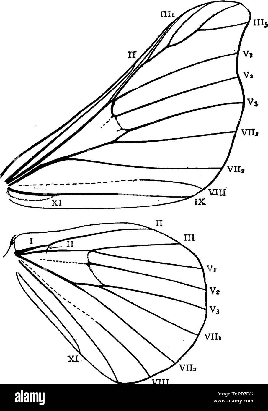 . A manual for the study of insects. Insects. LEPIDOPTERA, 341 wings ...