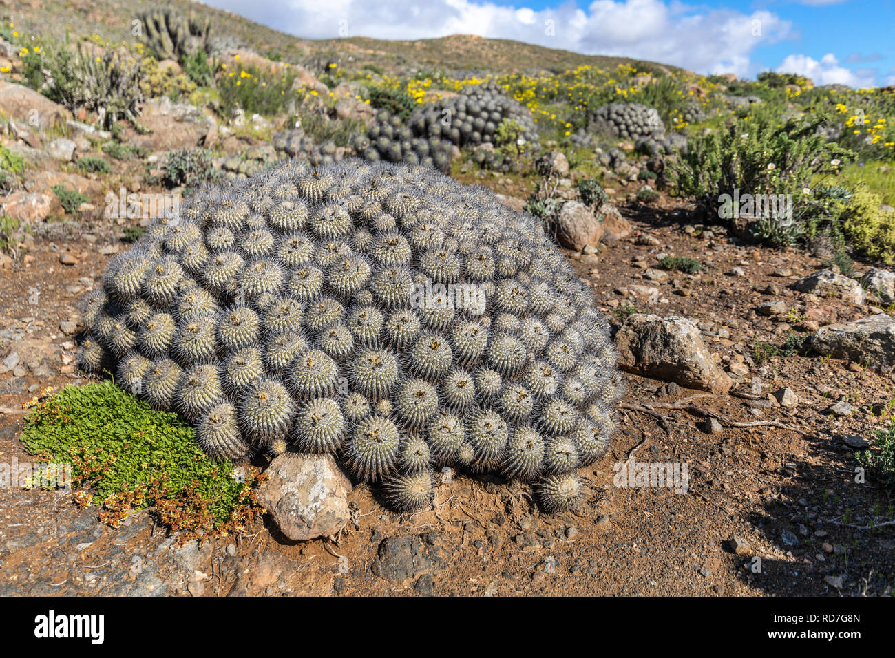 Copiapoa Carrizalensis Cactus at Llanos de Challe National Park, an endemic specie that just grows at Atacama Desert in this amazing National Park Stock Photo