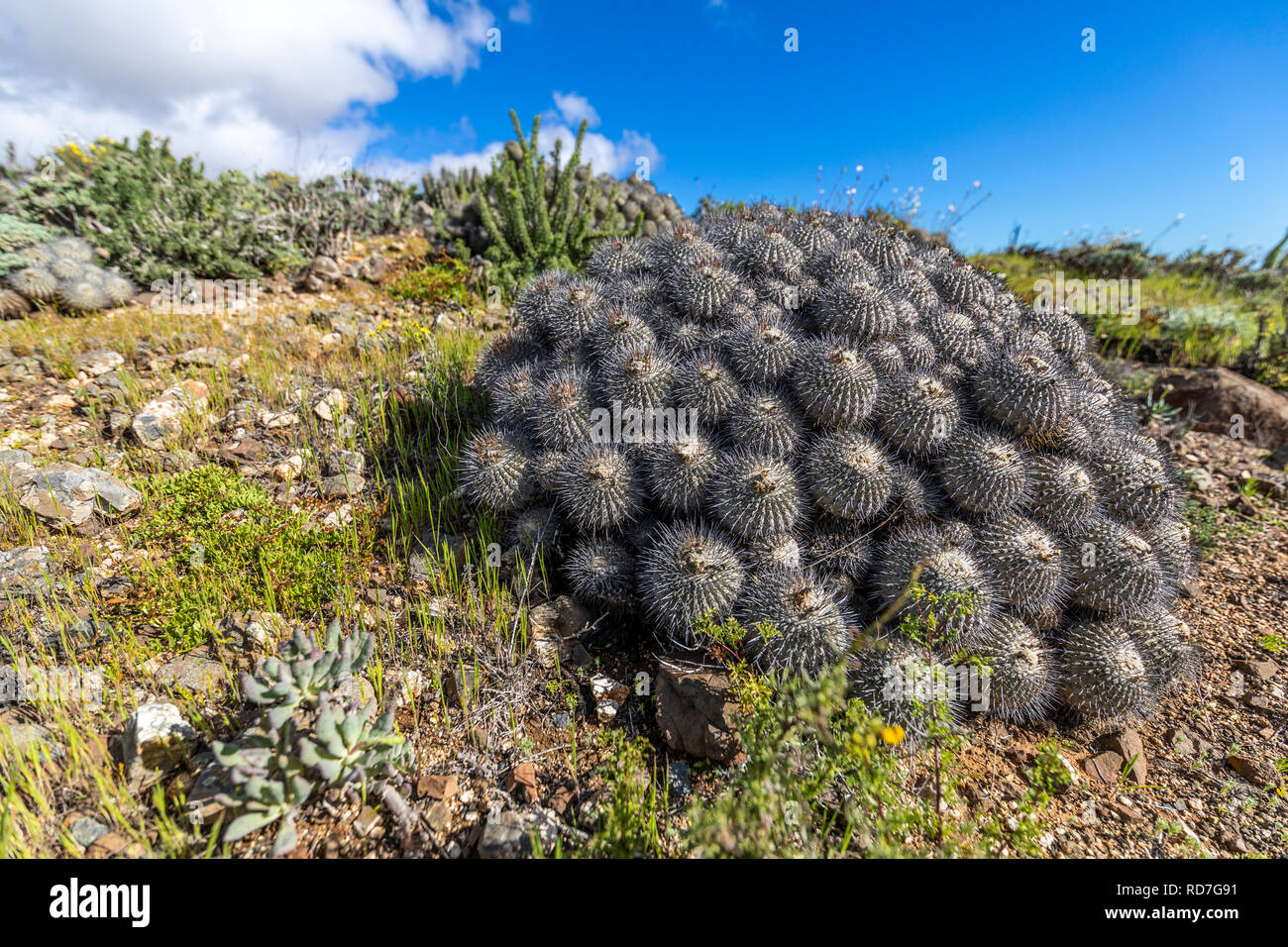 Copiapoa Carrizalensis Cactus at Llanos de Challe National Park, an endemic specie that just grows at Atacama Desert in this amazing National Park Stock Photo