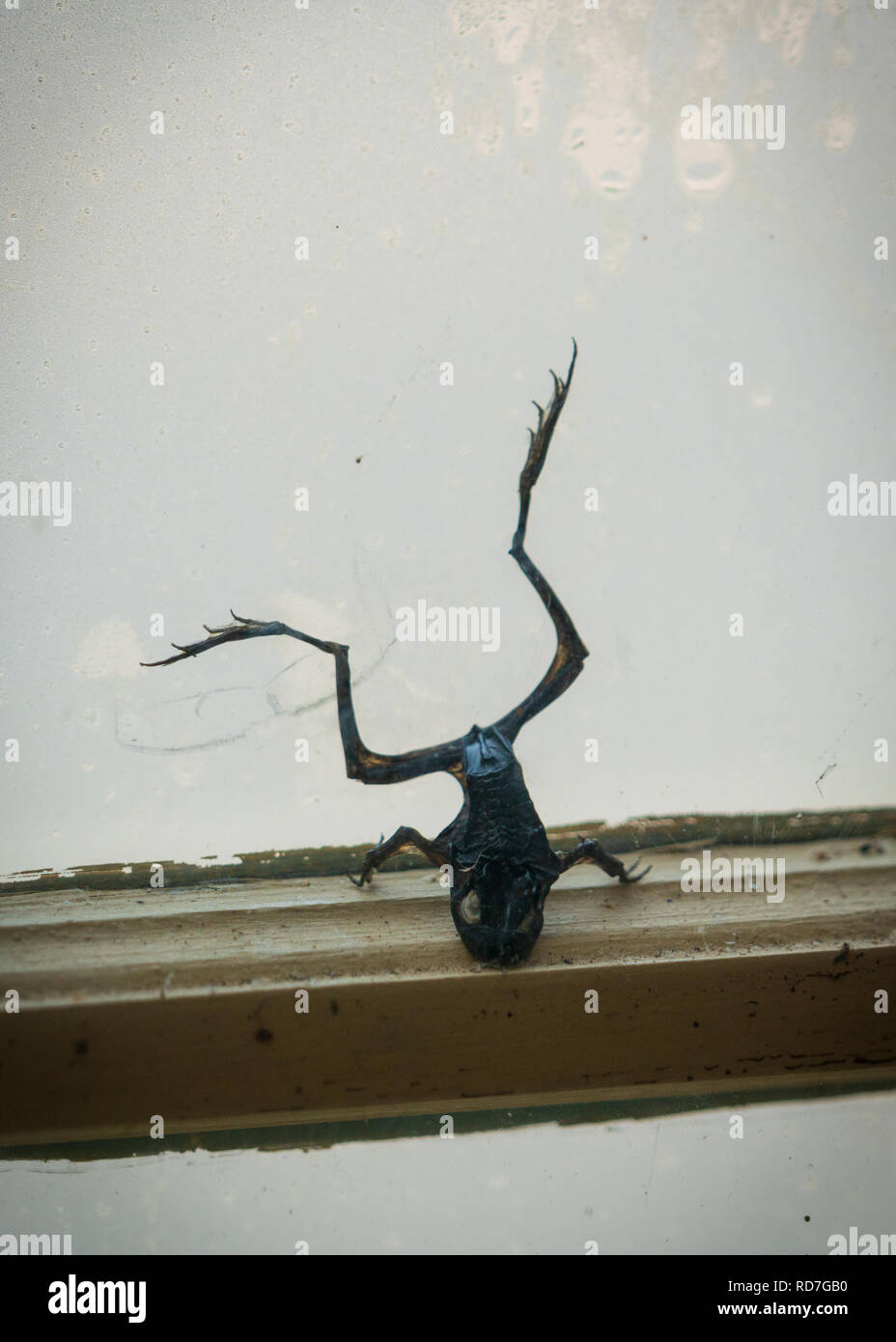 A dead mommified frog stuck in a window. Stock Photo