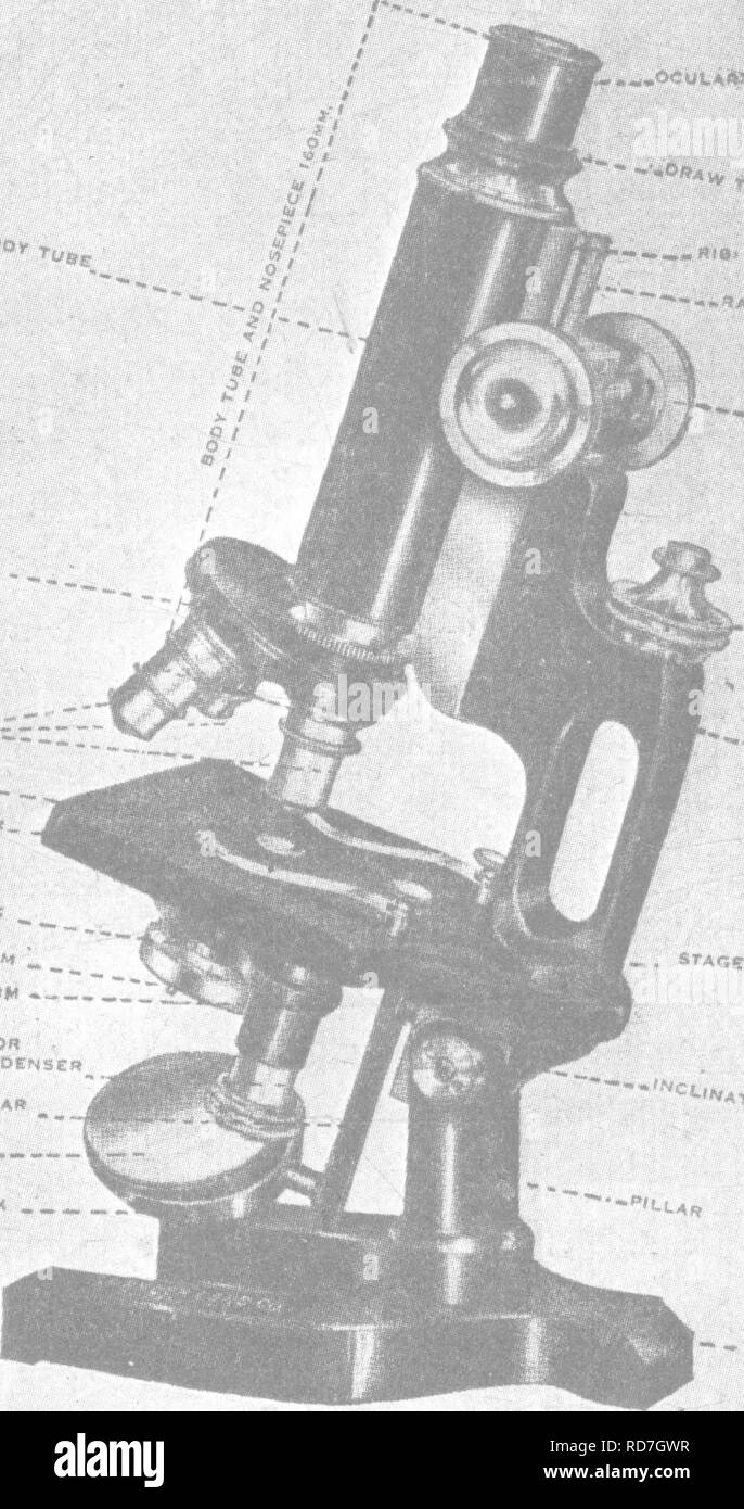 . Bacteriology and mycology of foods. Food. PARTS OF THE MICROSCOPE 25 N Stage. This deserves little attention. It may be cleaned as above described. Jl Inclination Joint. By means of this joint the body of the micro- scope may be inchned at an angle. Should the joint become so loose that the microscope will not remain at the desired angle, it may be tightened by tightening a nut. ^OOf y &quot;^OSg: '»s«:e. -**.Ct;v^j, ' &quot;f-m '*'S fit. „ '^»&lt;-J'vri, SJUiCK SCREW von fOGUSiNO CONDENSED? M»RHOS SAft MIRROR   ^„ „ „. •/  .^='*«^fr. ^Kistfi^ -., ST'AGE Clips '&gt;NA,rrr *OltiT - - &quot;O Stock Photo