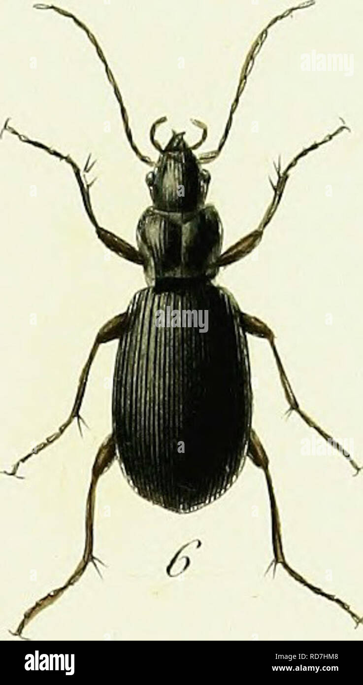 Ana High Resolution Stock Photography And Images Alamy