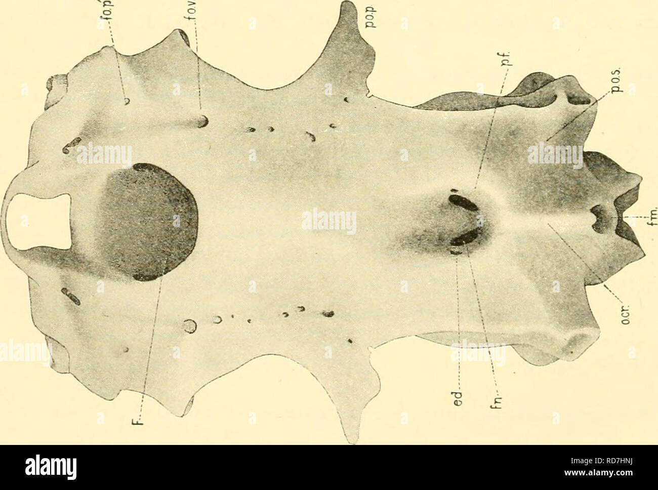 . The elasmobranch fishes. Chondrichthyes. o S S (^ o ^ '•C ^ ^ tc  &amp;l   ^ o o o M «f-l 5 p^ ^ r 4; ^ ti.« cc* 5j as rt =3 0 +j 03 =M ^ 0 s fie S -5; r Ph^ o e s °^ ^ § ^ &lt; rt g ec &quot;^ •- S fH s  a; «pl 0 6 '5 '« 5i § s 03 f3 OQ -?^ aj „ &quot;a- 53 ^ «H -^ • '^ fi III si id » ^ i-H CO '^ 0 3-^ bh 173 r^ ra s s a; 3^ c c 0 0) 00 Ph rt.S si. g go. Please note that these images are extracted from scanned page images that may have been digitally enhanced for readability - coloration and appearance of these illustrations may not perfectly resemble the original work.. Daniel, J. Frank (J Stock Photo