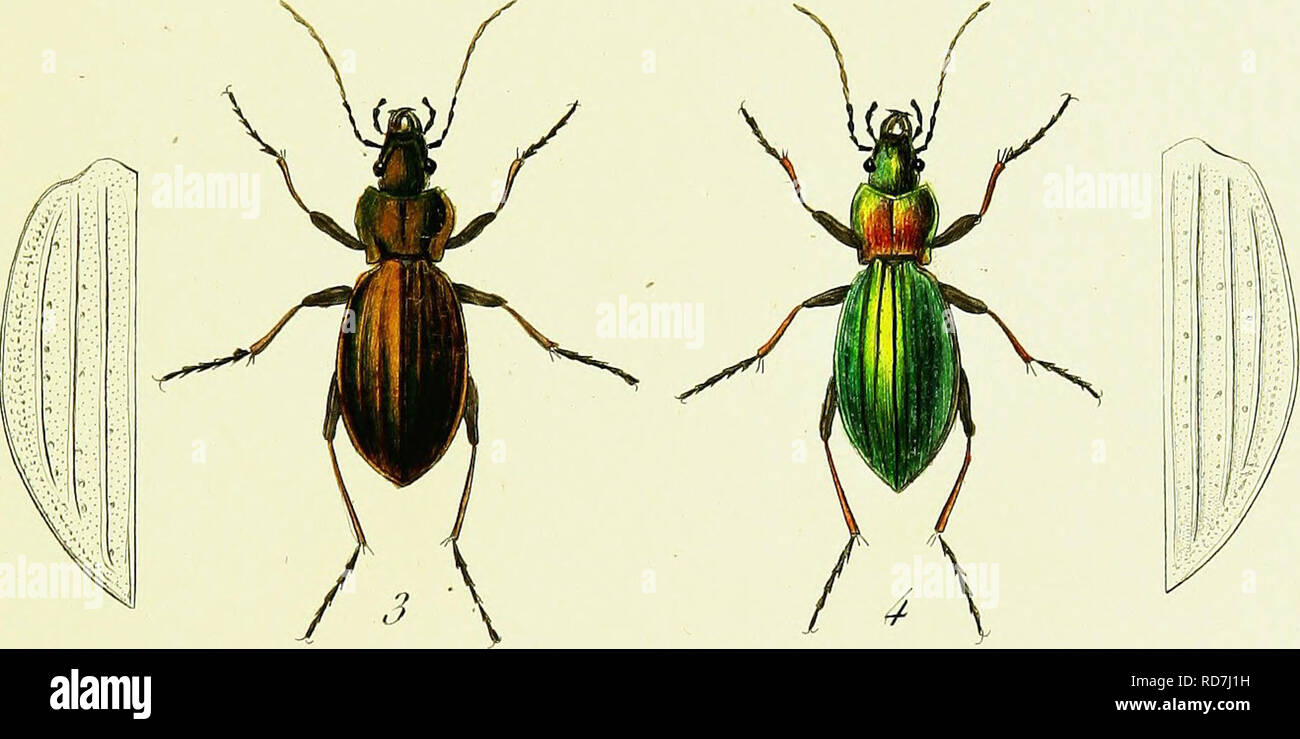 . Iconographie et histoire naturelle des coleÌopteÌres d'Europe;. Beetles; Entomology. 1. C . Auratus. 2 . C . LothariagTis, 3 . C . Pimctatoauratus. 4 â¢ G . Forme si . jt'.J)ume/u'.JPÃ¹uciÃ¯e/J&gt;ire&lt;cÃ¹ â. Please note that these images are extracted from scanned page images that may have been digitally enhanced for readability - coloration and appearance of these illustrations may not perfectly resemble the original work.. Dejean, Pierre FrancÌ§ois Marie Auguste, comte, 1780-1845. Paris, MeÌquignon-Marvis Stock Photo