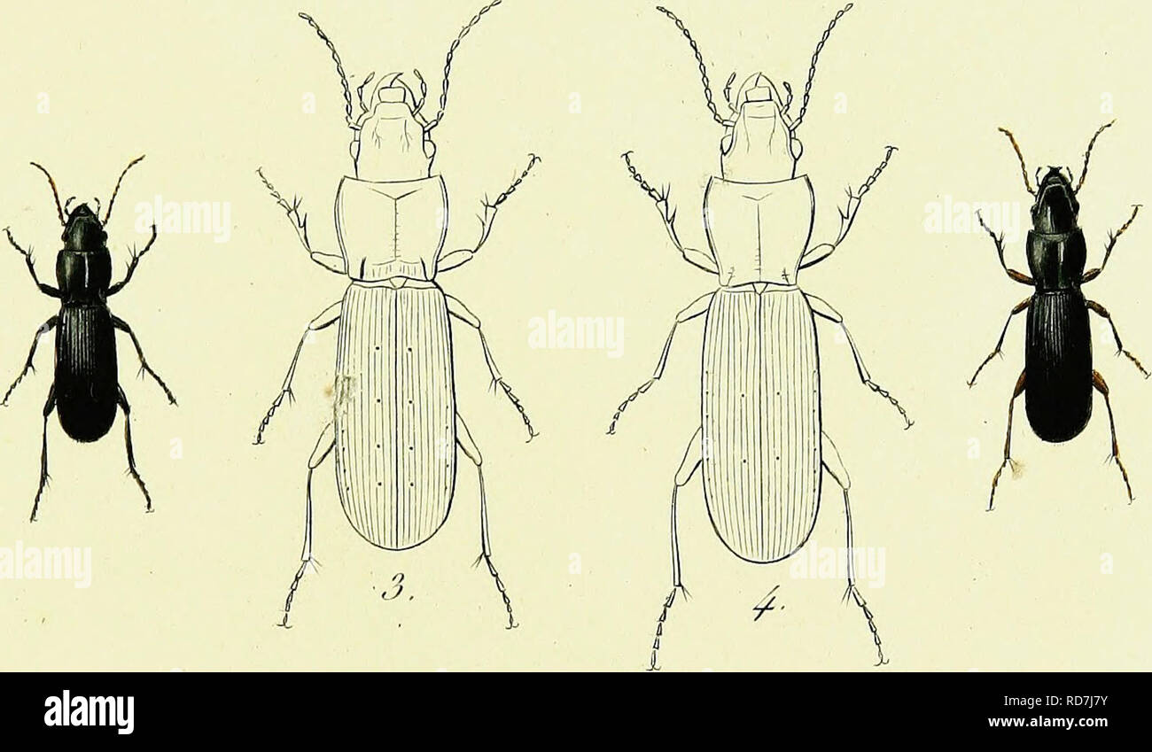 . Iconographie et histoire naturelle des cole?opte?res d'Europe;. Beetles; Entomology. 1. F. Magna. 3. F. Filiformis . 2. V. (Vlindrioa . 4 F. DaponckeliL. Please note that these images are extracted from scanned page images that may have been digitally enhanced for readability - coloration and appearance of these illustrations may not perfectly resemble the original work.. Dejean, Pierre Franc?ois Marie Auguste, comte, 1780-1845. Paris, Me?quignon-Marvis Stock Photo