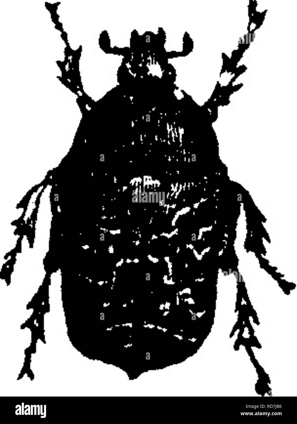 . Insects injurious to fruits. Illustrated with four hundred and forty wood-cuts. Insect pests. 1^0 INSECTS INJURIOUS TO THE PEAR. No. 82.—The Melancholy Cetonia. Euphoria melancholica (Gory). This insect belongs to the same genus as the Indian Cetonia (Xo. 81), and is very similar to it in appearance and habits, but is somewhat smaller. (See Fig. 169.) 169. This beetle has also been found eating into ripe pears, and occasionally apples. It is found in the South in cotton-bolls, in the holes left by the boll- worm. It appears to frequent the bolls for the purpose of consuming the exuding sap.. Stock Photo