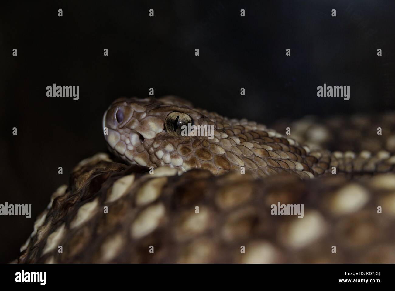Rattlesnake Death Glare Stock Photo Alamy