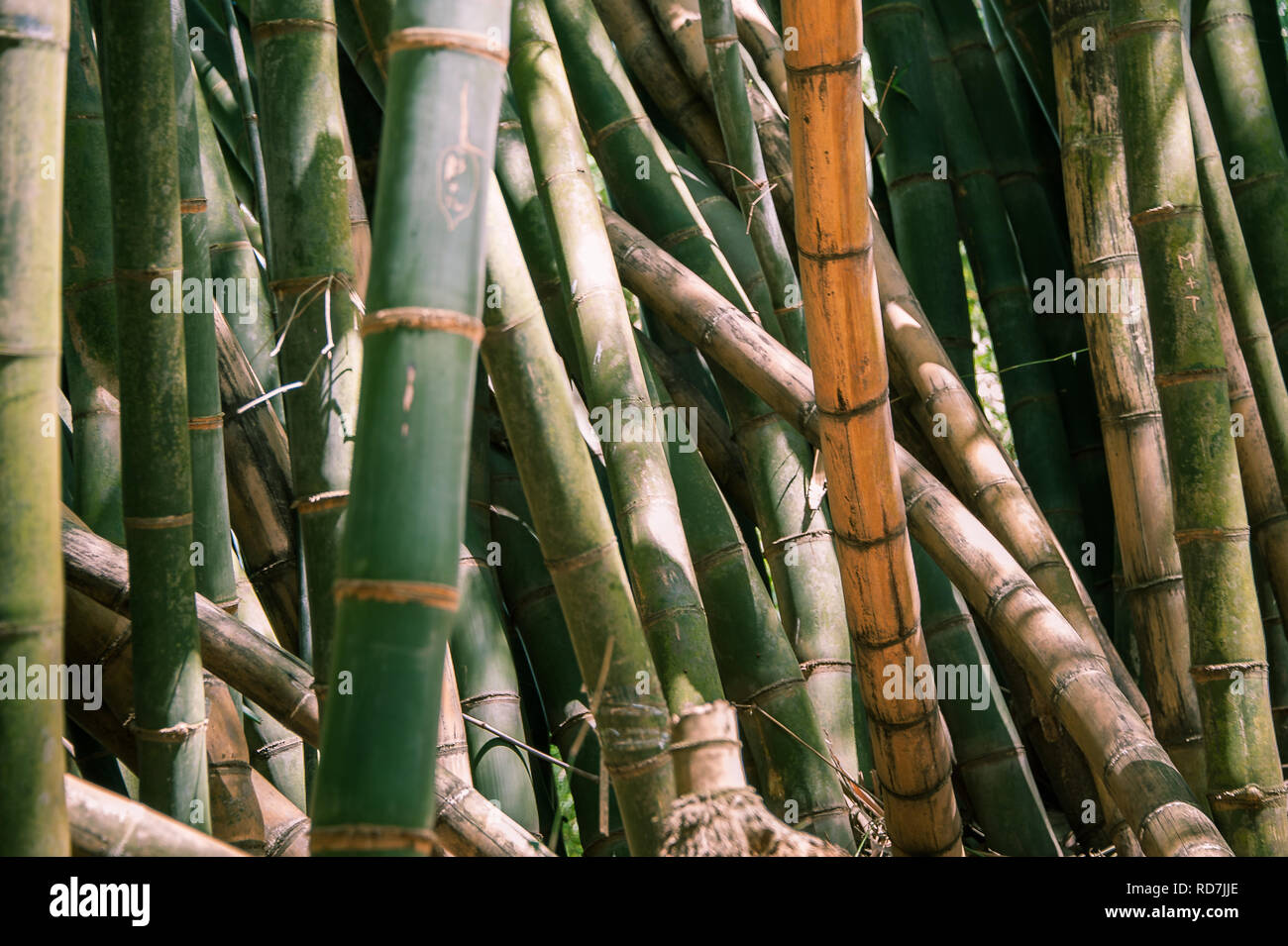Giant or Dragon Bamboo (Dendrocalamus giganteus)  - Kandy, Sri Lanka Stock Photo