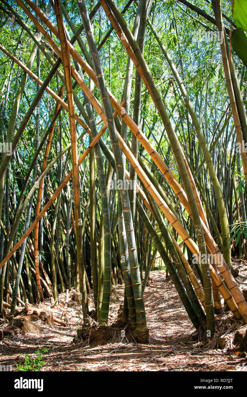 Giant or Dragon Bamboo (Dendrocalamus giganteus)  - Kandy, Sri Lanka Stock Photo