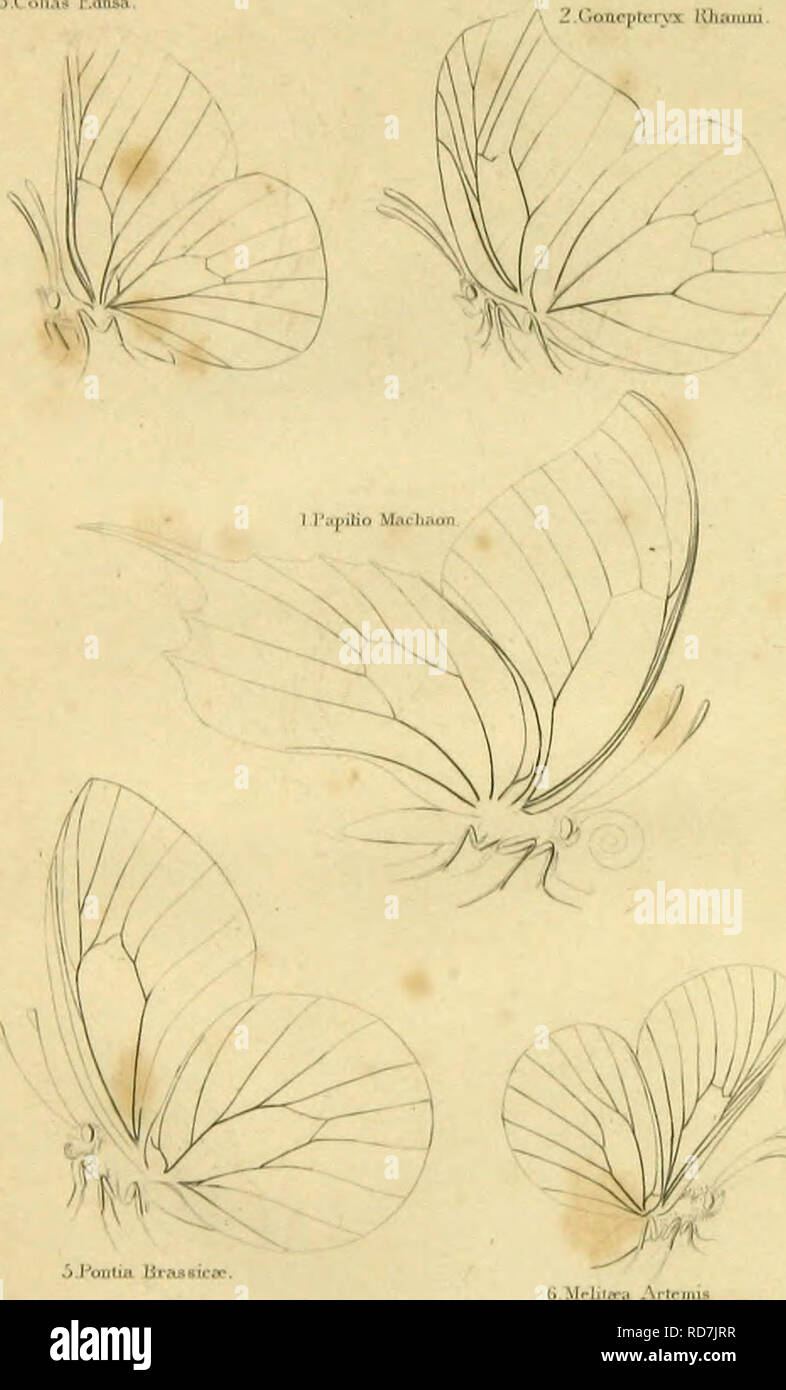 Butterfly collectors hires stock photography and images Alamy