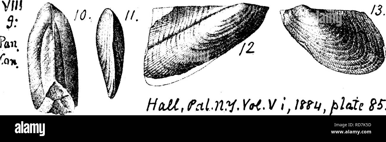 . A dictionary of the fossils of Pennsylvania and neighboring states named in the reports and catalogues of the survey ... Paleontology. Ptycho. 838 ating striae crossed by distinct concentric striae; resembles P.. Please note that these images are extracted from scanned page images that may have been digitally enhanced for readability - coloration and appearance of these illustrations may not perfectly resemble the original work.. Lesley, J. P. (J. Peter), 1819-1903; Pennsylvania. Board of Commissioners for the Second Geological Survey. Harrisburg, Board of Commissioners for the Geological Su Stock Photo