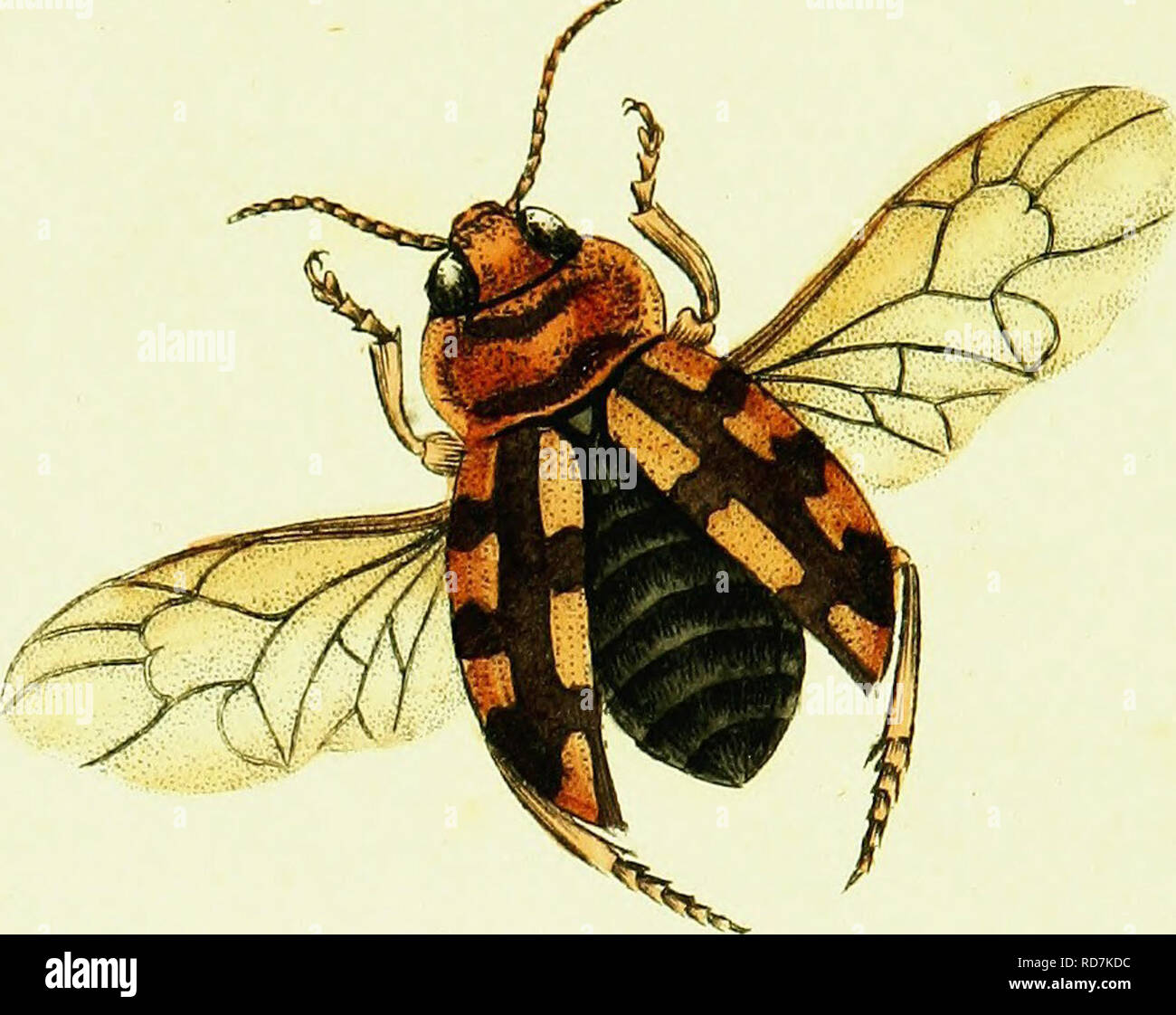 . The natural history of British insects; explaining them in their ...