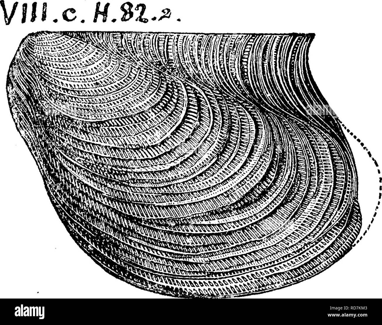 . A dictionary of the fossils of Pennsylvania and neighboring states named in the reports and catalogues of the survey ... Paleontology. 817 P'j:ero.. Rogers, Geol. Pa. 1858, fig. 657. Hamilton for- mation. Reported b y Ewing(T4,434), as found in Centre Co., Pa., in the Chemung formation. Re- ported by White (G7,76, 229) as found in Columr hia Co. Pa., Hemlock township, 250' below the top of the Hamilton for- mation, VIII g; VIII gf Pteronites gayensis, Dawson. Acadian Geology, 1868. '^'page 301, fig. 101, surface covered with rounded concentric wrinkles. Found in the Carboniferous limestone^  Stock Photo