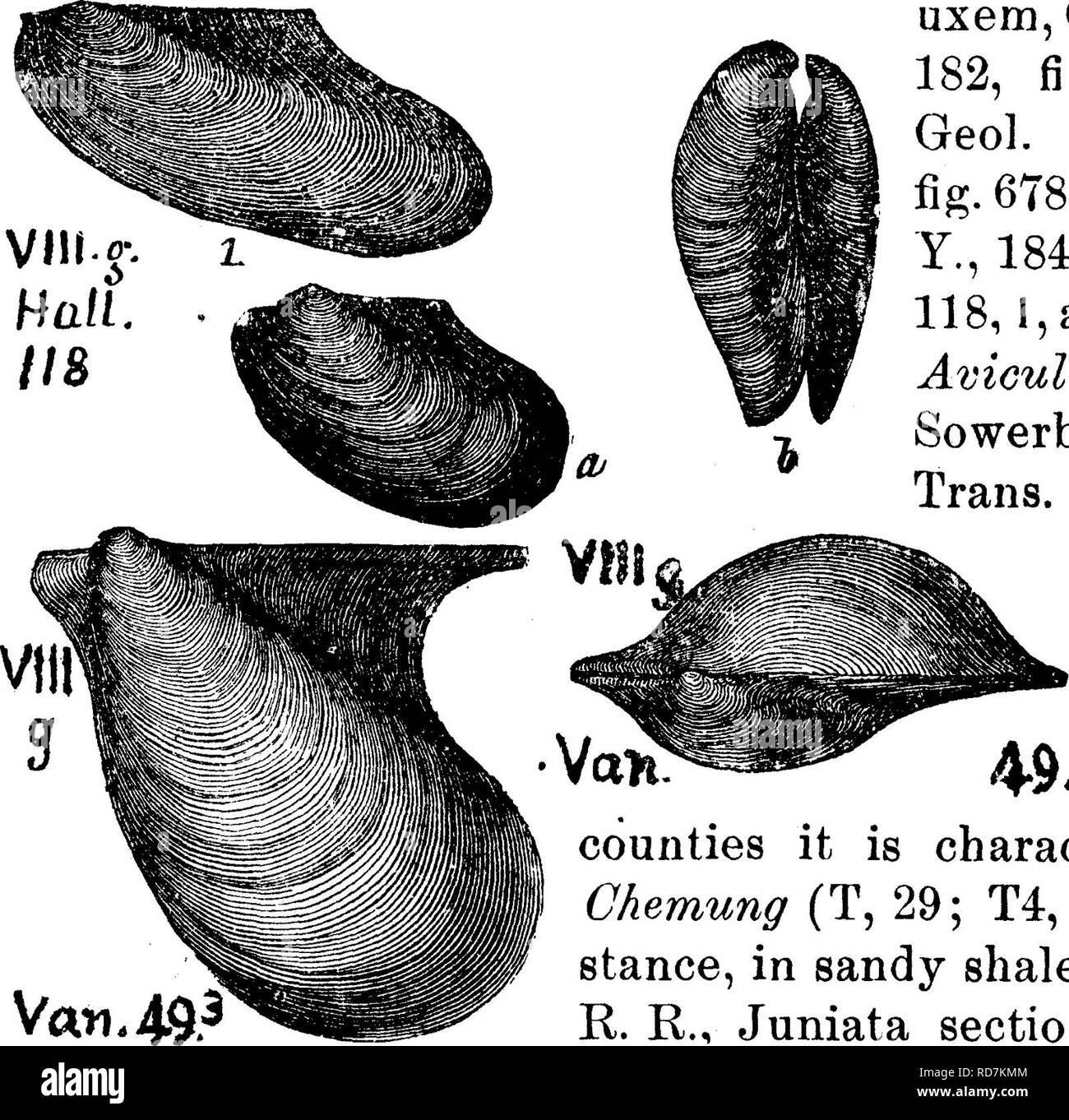 . A dictionary of the fossils of Pennsylvania and neighboring states named in the reports and catalogues of the survey ... Paleontology. Ptero. 816 Pteronites chemungensis. (Avicula chcmun^ensis.Yan- uxem, Geol. N. Y. page 182, fig. 49. Rogers Geo]. Pa., page 829. fig. 678. Hall Geol. N. Y., 1843, page 263, fig. 118, l,a, b. (Compare Avicula damno7iensis Sowerby. in Geolog. Trans. London 12] LIII, fig. 22.) Chemung for- mation,— In Huntingdon and Centre. 49.' counties it is characteristic of the Chemung (T, 29; T4, 434), as, for in- stance, in sandy shales No. 44,45, Fa. R. R., Juniata section Stock Photo