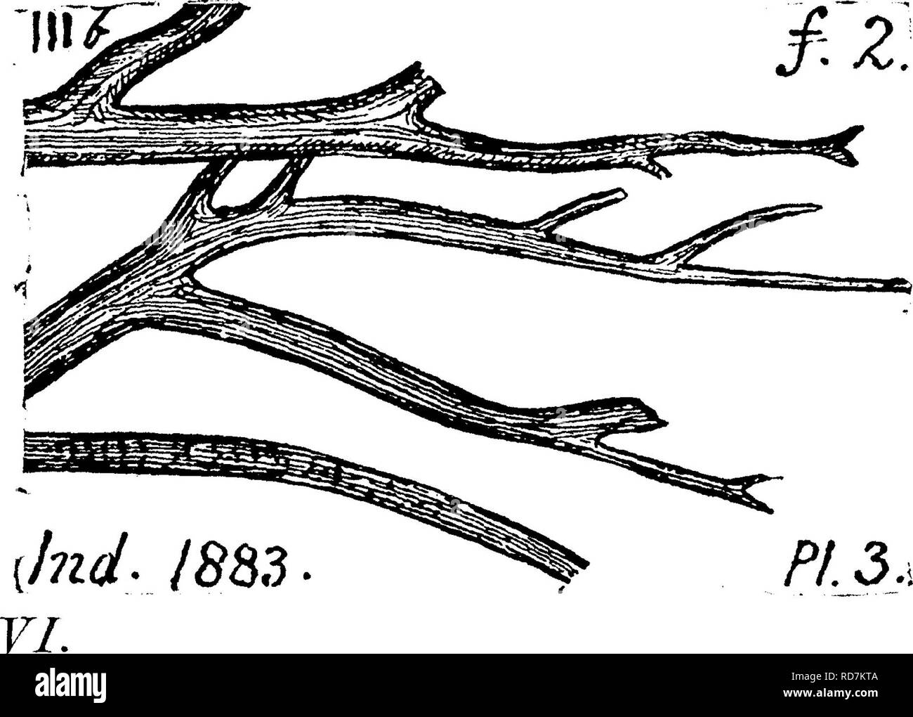 . A dictionary of the fossils of Pennsylvania and neighboring states named in the reports and catalogues of the survey ... Paleontology. PSEU. 804 Pseudopecopteris sillimani. Lesq. (Pecopteris silli- mani, Bgt.) Geol. 111. IV, p. 401) Coal Flora, p. 206, pi. 87. fig. 3; under Campbell's Ledge conglomerate, Pittston, Pa.; Mazon Creek nodules, Illinois; also by White at bottom of Powelton shales, over coal B, Broad Top, Fa. (T3, p. 62) XII, Xlll, Note. Lesquereux said in 111. Kt, 1870, that it is one of the rarest species in American coal measures. Pseudopecopteris speciosa, Lesq. Coal Flora, pa Stock Photo