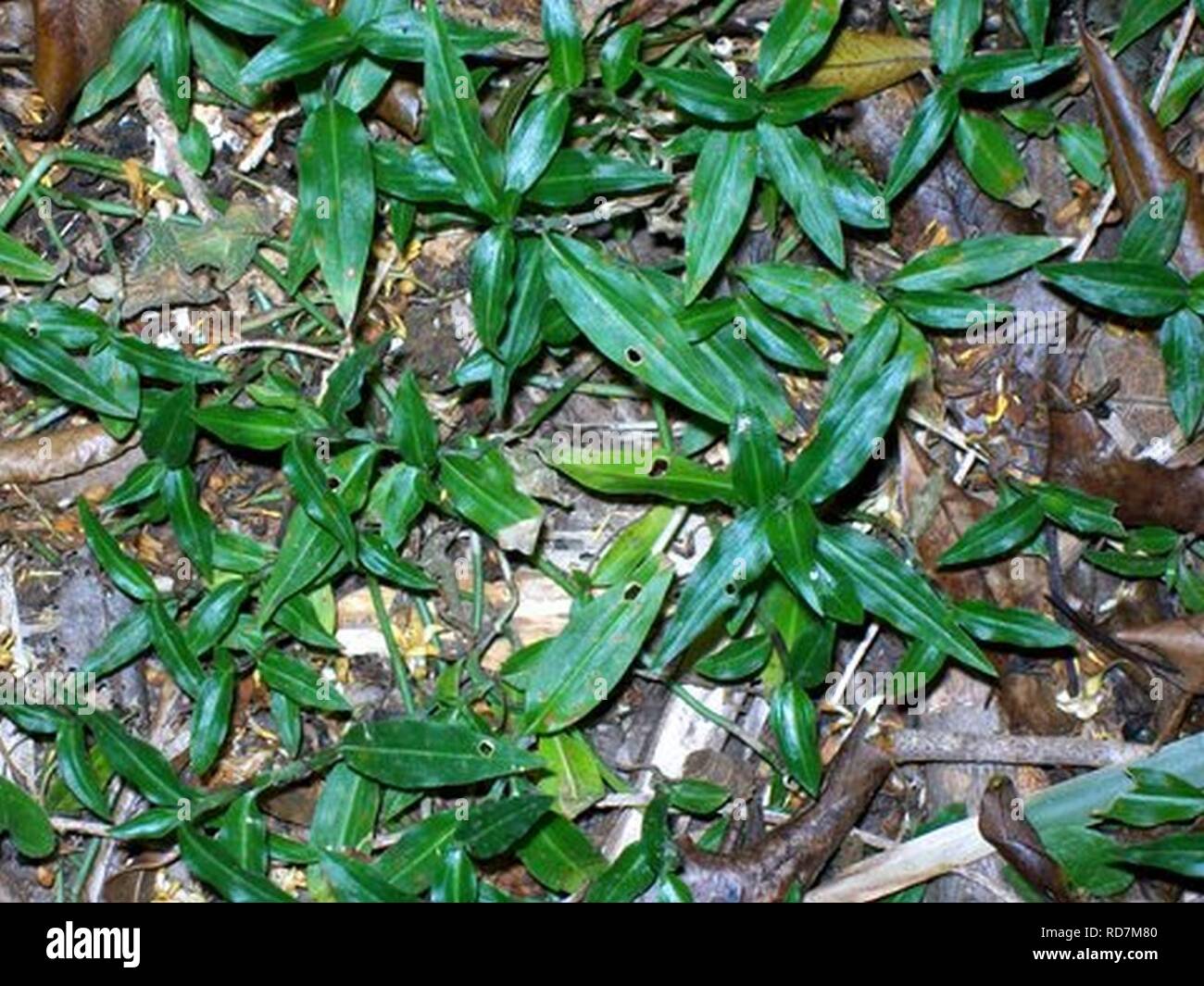 Aneilema biflorum Eastwood. Stock Photo