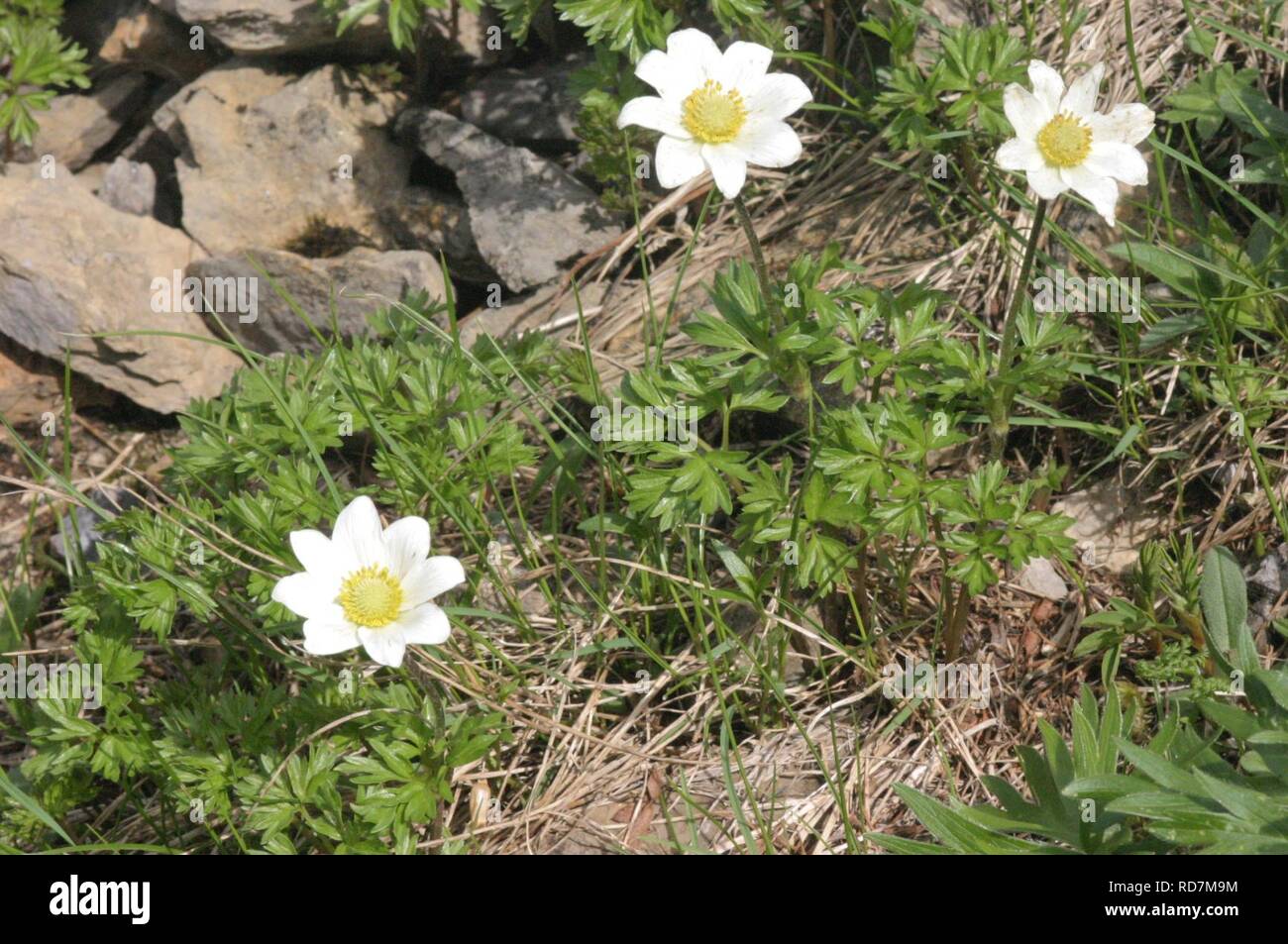 Anemone baldensis (BaldoWindröschen Stock Photo Alamy