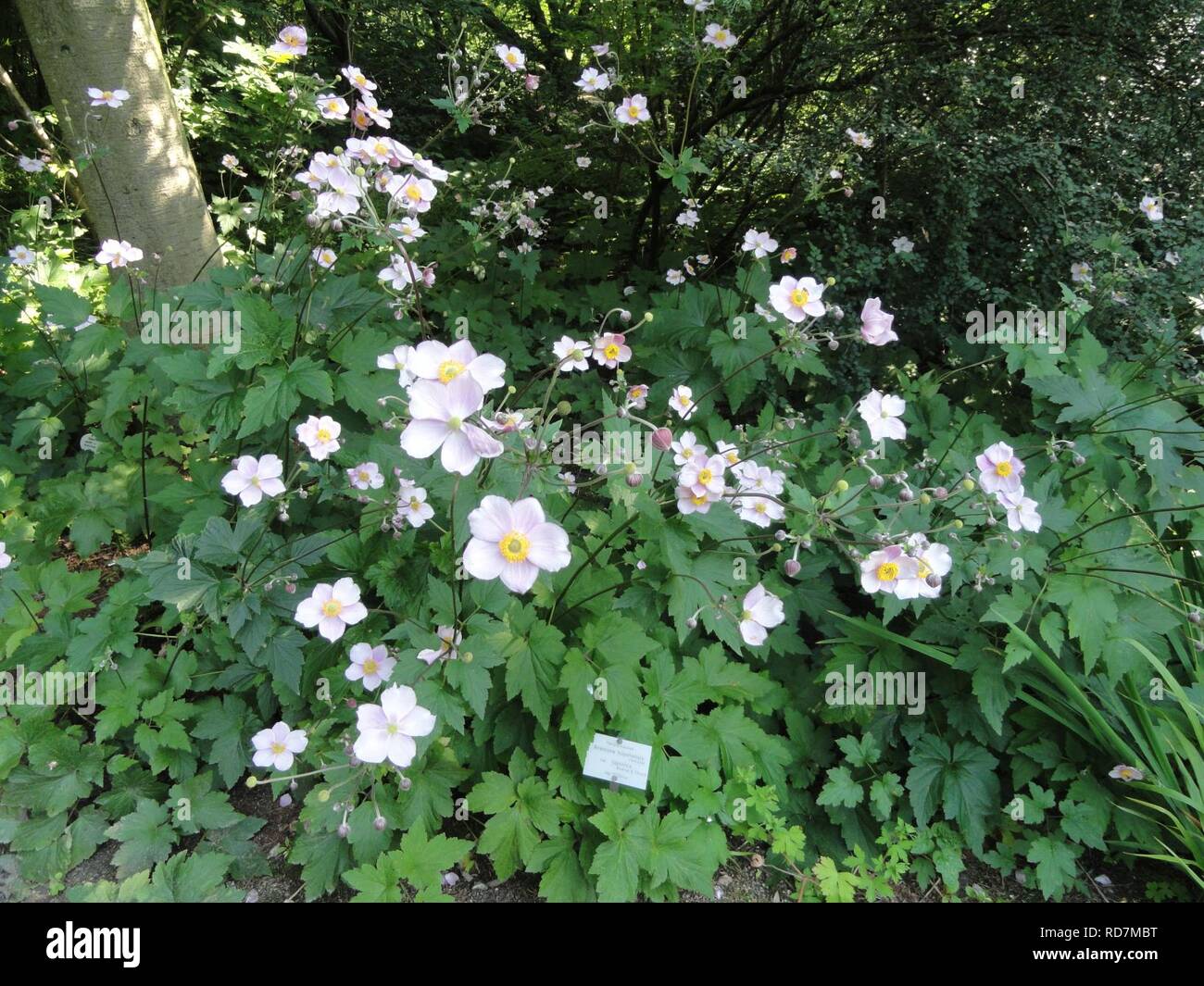 Anemone scabiosa - Botanischer Garten, Frankfurt am Main - Stock Photo