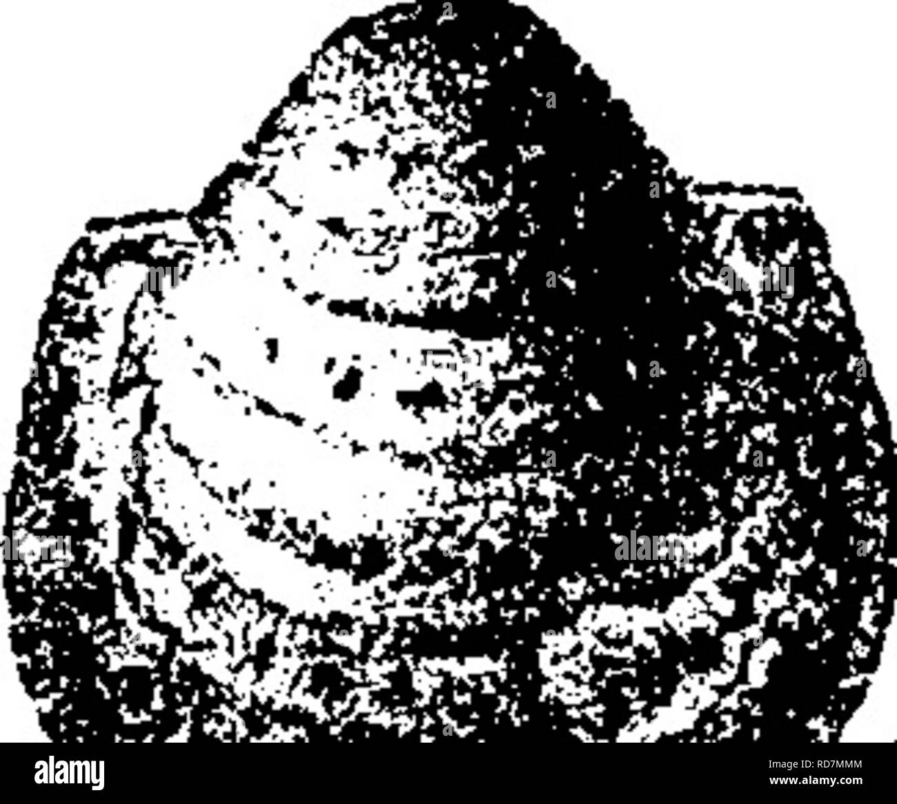 Smallest shell Black and White Stock Photos & Images - Alamy