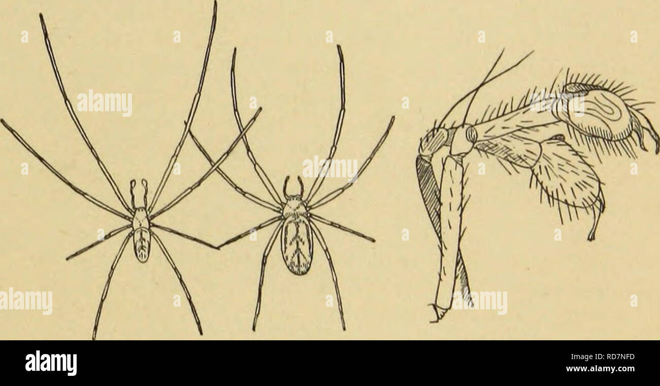 . American spiders and their spinning work. A natural history of the orbweaving spiders of the United States, with special regard to their industry and habits. Spiders. WOOING AND MATING. 39 back and feet; fourth, the male palpal bulbs are applied many times to the epigynum; fifth, the embrace ceases, the female remains stationary in the same place, the male wanders about, makes a straggling web and ^^i™^'^^catches flies; sixth, the male comes before the female, touches her feet, and remains vis-a-vis; seventh, the female makes a tube and enters it; eighth, the male penetrates the tube; ninth, Stock Photo