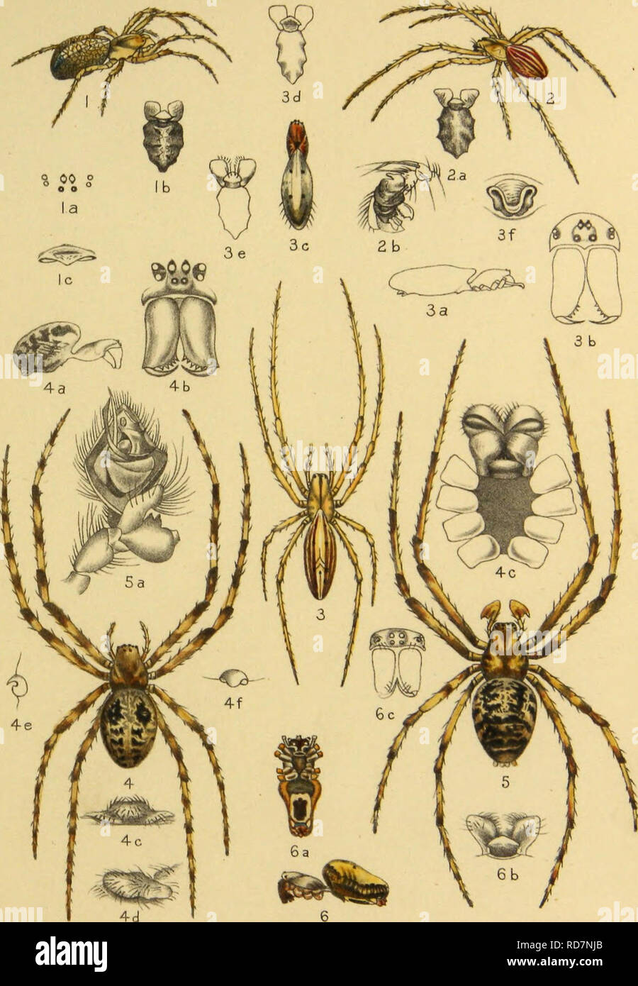 American spiders and their spinning work. A natural history of the