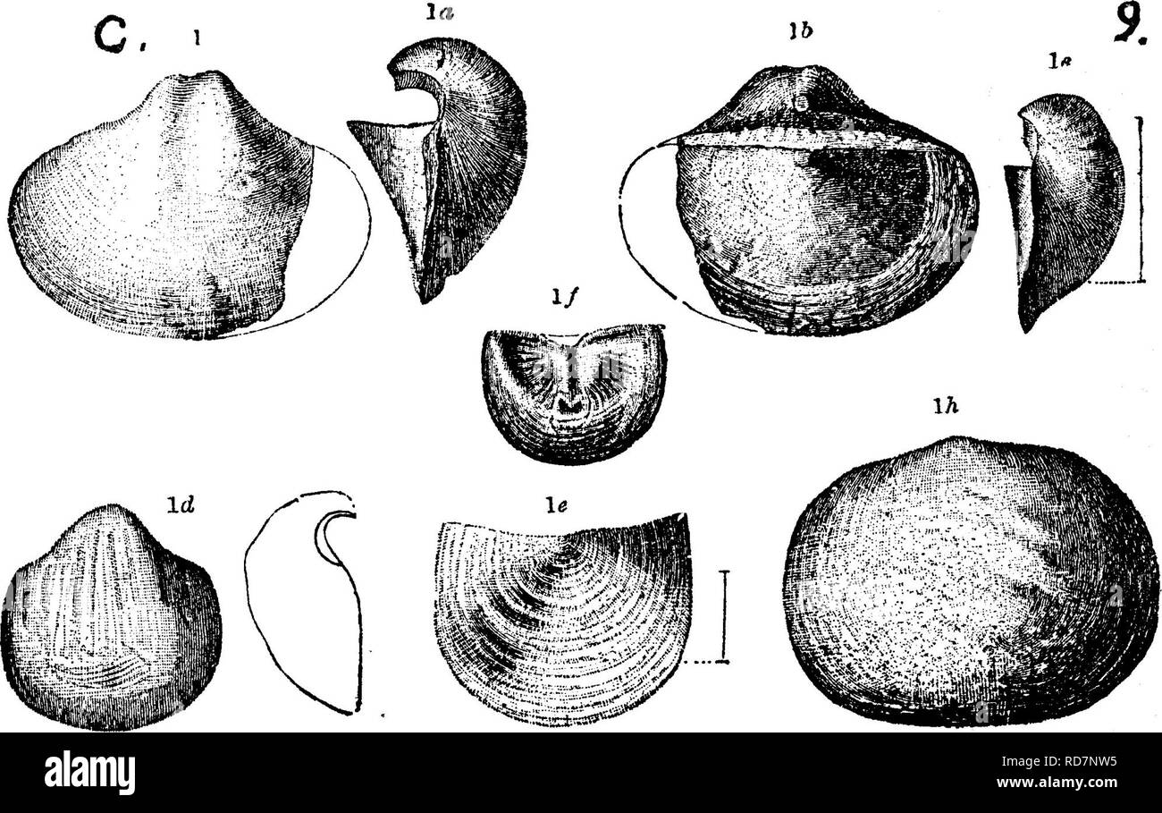 . A dictionary of the fossils of Pennsylvania and neighboring states named in the reports and catalogues of the survey ... Paleontology. Knorria imbricata. {Lepidolepis imbricata^ Sternberg; V. ^.   Knorria im- hricata^ Gop- pert; Knorria longifoliay G op p ert; Knorria schrarn.mi' ana^ Goep; Knorria aci- Gulatis^Qoe'p; Pinites pul- vinaris, and P. mughiformis, Sternberg. Lesquereux's Coal Flora of Penna. Report P, 1880, page 407, plate 74, figs 14, 15.) Collett's Ind. Rt. 1882, p. 86, plate 19, figs. 7, 8. Mostly just below and just above the PoUsville conglomerate; X- XIII. From ^h^^Pocono c Stock Photo