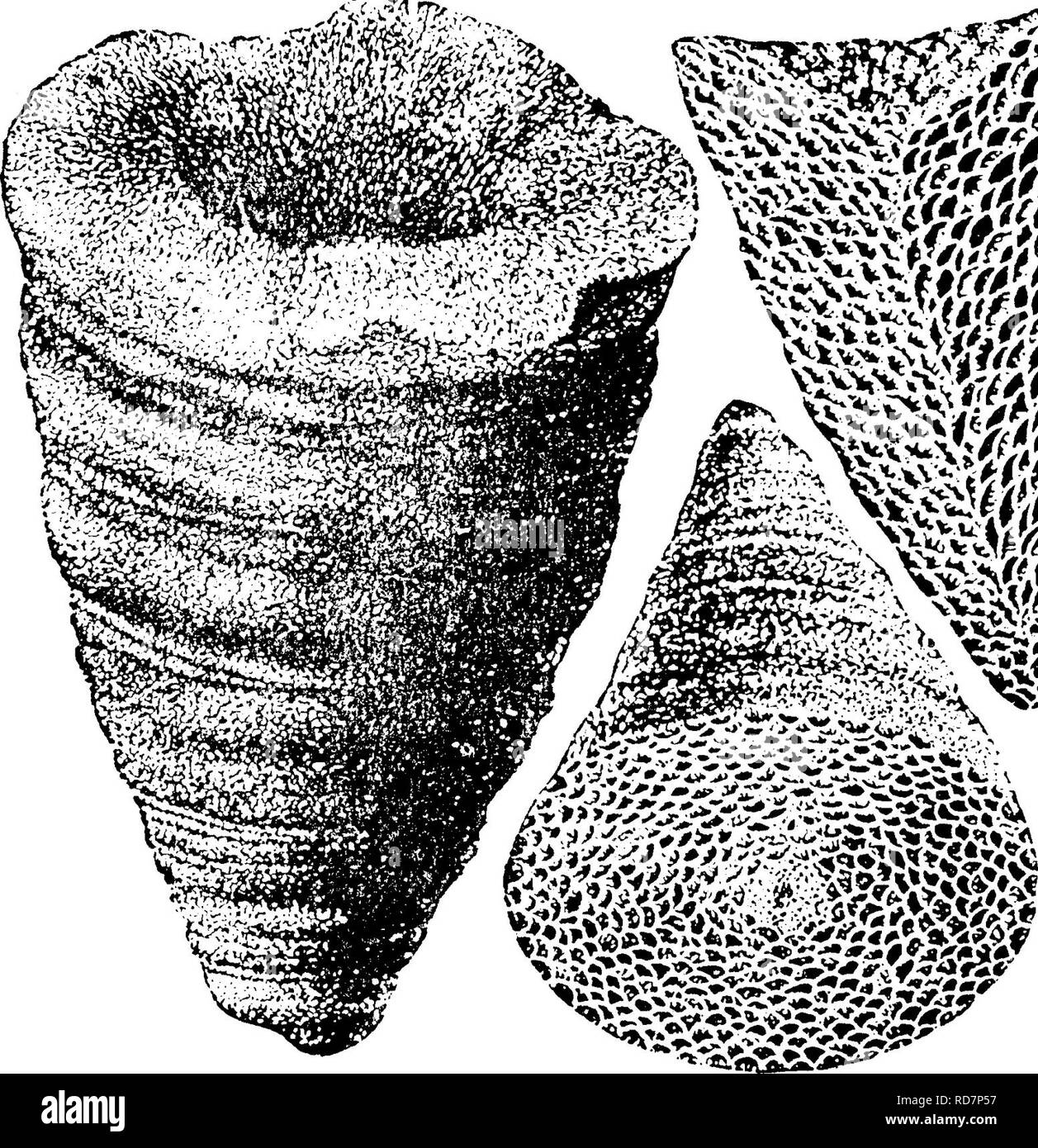 . A dictionary of the fossils of Pennsylvania and neighboring states named in the reports and catalogues of the survey ... Paleontology. ind. l^i. 1882.) Collett's Indiana Rt. of 1882, page 304, plate 28, figs. 3, 4. Grows and looks (near its edge) like a Chonophyllum.— Corniferous limestone. Falls of the Ohio. VIII a. Cystiphyllum niagarense. Compare Cyst, granilineatum of the Corniferous^ above.— Vh. Cystiphyllum cystalatum. (Hall, 1882, Foss. Corals of Niagara and U. Helder- berg, p. 58) Collett's In- diana report of 1882,page 262, plate 9, figs. 3, 'side view, natur- al size ; fig. 4, cros Stock Photo