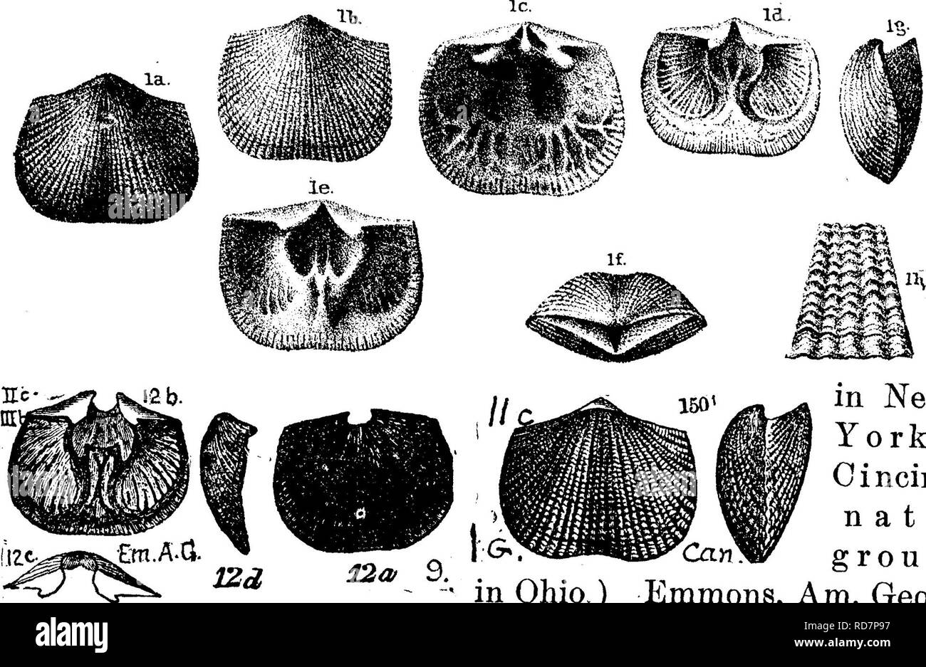 . A dictionary of the fossils of Pennsylvania and neighboring states named in the reports and catalogues of the survey ... Paleontology. Orthis. 520 1888.—869-7, -8 (small dorsal and ventral valves), from Le- Boeuf quarry, Erie Co. Pa. on outcrop of Panama conglom- erate^ VIII g,—872-14, -20 (cast, ventral valve), -21 (four casts of interior of ventral valve and impression of exterior), -485 (two casts), all in Coll. from Nichols, Tioga Co., N. Y. —882-6, fromKinzua Creek, McKean Co.—883-32, -61 I (cast of ventral valve), -80 c (cast), -82 &amp;, -87 (cast of ventral valve), -93, all in Coll.  Stock Photo