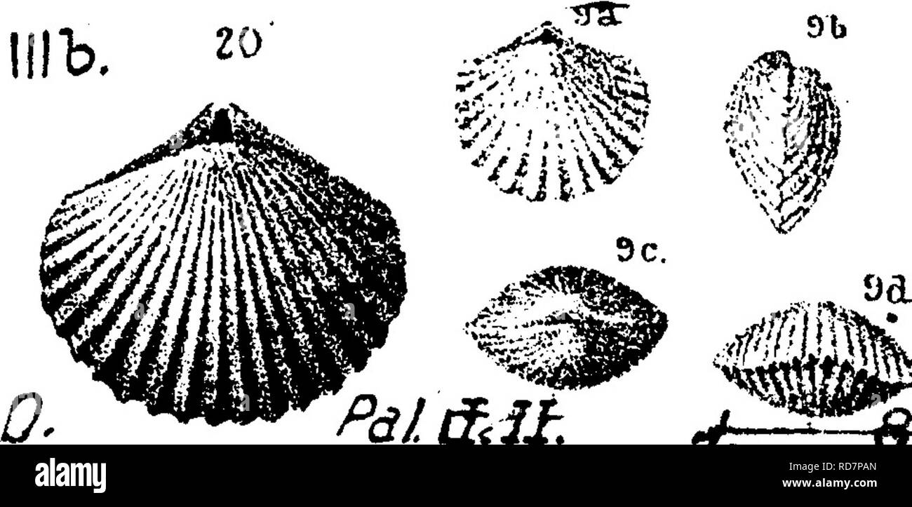 . A dictionary of the fossils of Pennsylvania and neighboring states named in the reports and catalogues of the survey ... Paleontology. 515 Orthis. characters belonging to Trematospira^ but with a more distinct area than has been observed in any species of that genus; while there is no sinus (groove) upon the ventral valve.&quot; Hall. Also, Pal. Ohio, Vol. 2, 1875, p. 76, pi. 1, fig. 9 Vz, J, &lt;3, back, profile, hinge (showing very restricted area); d^ M^ front views; fig. 20, dorsal view of Vr-^^ one of the original specimens on which the species was founded.— Cincinnati^ Illh. Orthis ema Stock Photo