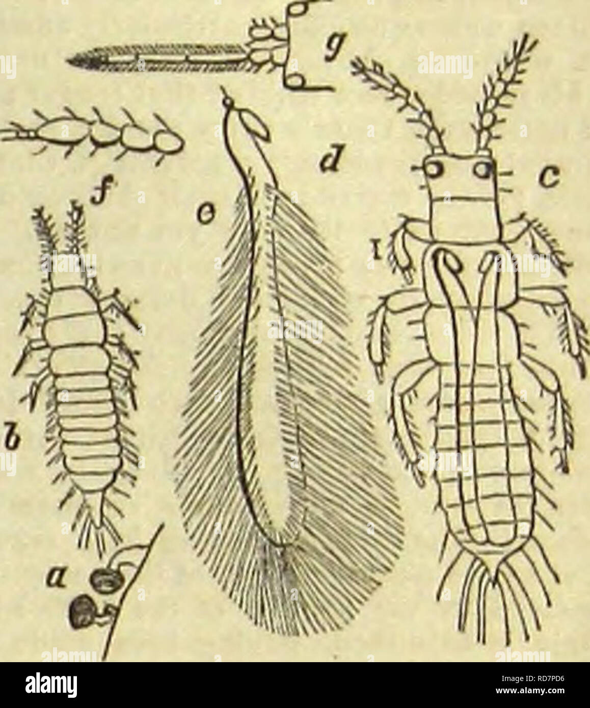 groei Ontleden Tekstschrijver Miscellaneous papers on insects. Entomology. /e^'s- €ljt 33ntiirnlist.  ENTOMOLOGY. No. 7—The Wheat Thrips and Three-banded Thrips. A leltorfrom  David Williams, (luted Gonevn, Wis- consin, July 9tll, says: Enclosed I  send you