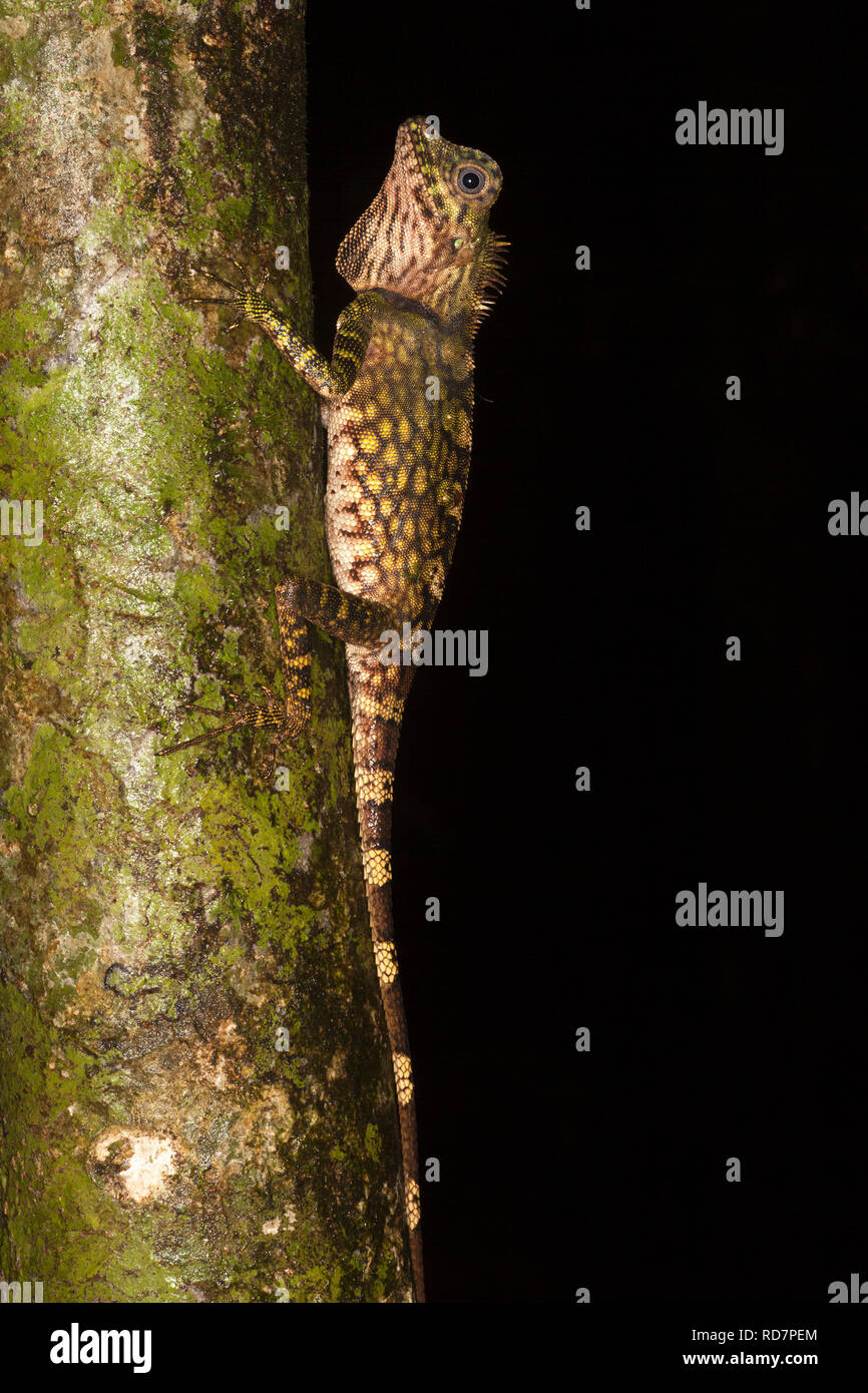 Borneo Anglehead Lizard (Gonocephalus bornensis) climbing rainforest tree in Sabah Stock Photo