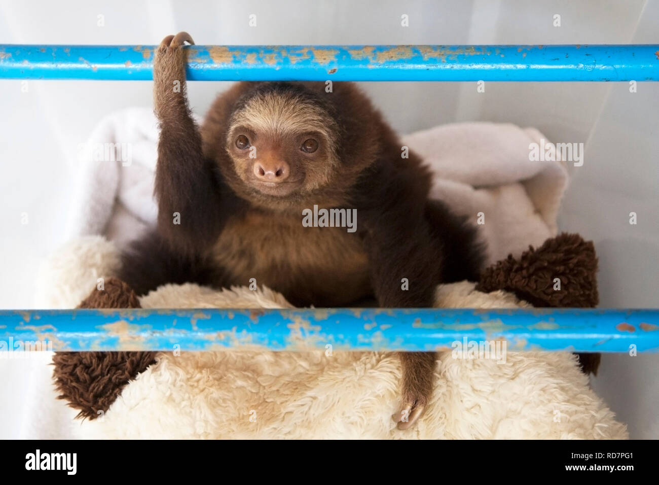 Orphan Hoffmann's Two-toed Sloth baby (Choloepus hoffmanni) play time in nursery at the Sloth Sanctuary Stock Photo