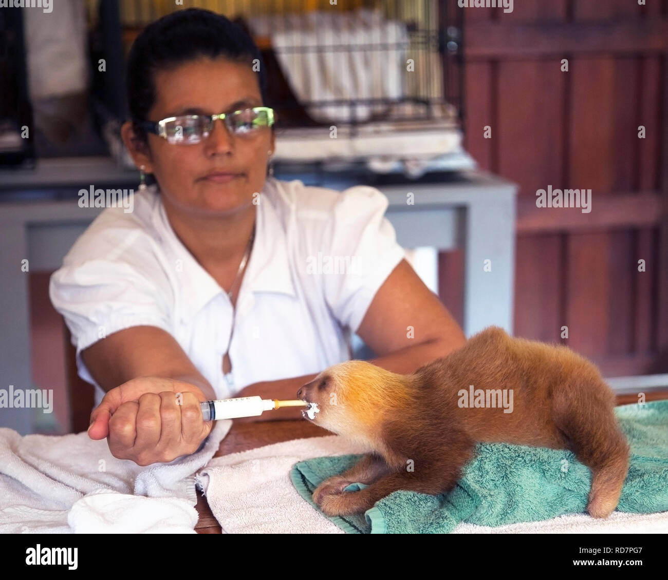 Caretaker feeding baby orphan sloth at the Sloth Sanctuary of Costa Rica (Hoffmann's Two-toed Sloth, Choloepus hoffmanni) Stock Photo