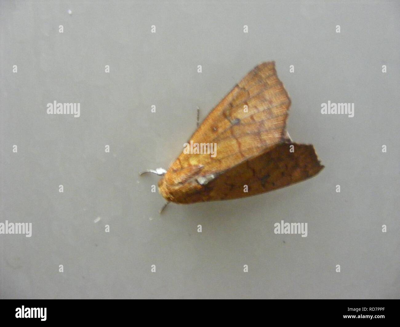 Anomis sp., Noctuidae Erebidae, Catocalinae (1057871844). Stock Photo