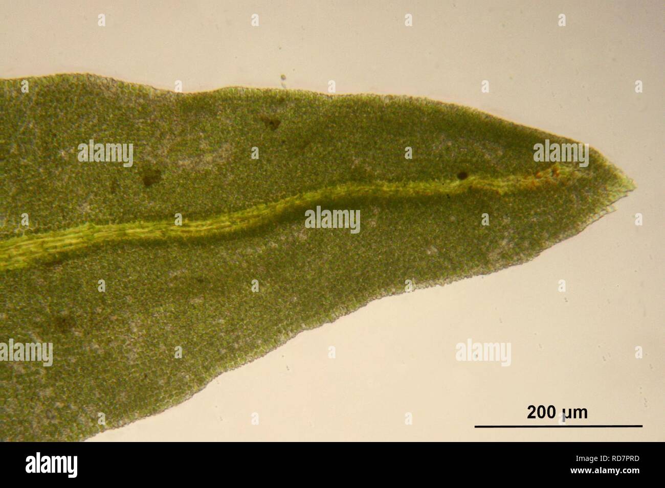 Anomodon attenuatus (c, 144707-474823) 2396. Stock Photo