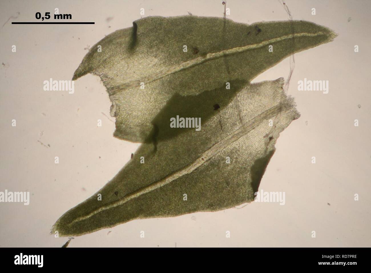 Anomodon attenuatus (d, 144803-474748) 3716. Stock Photo