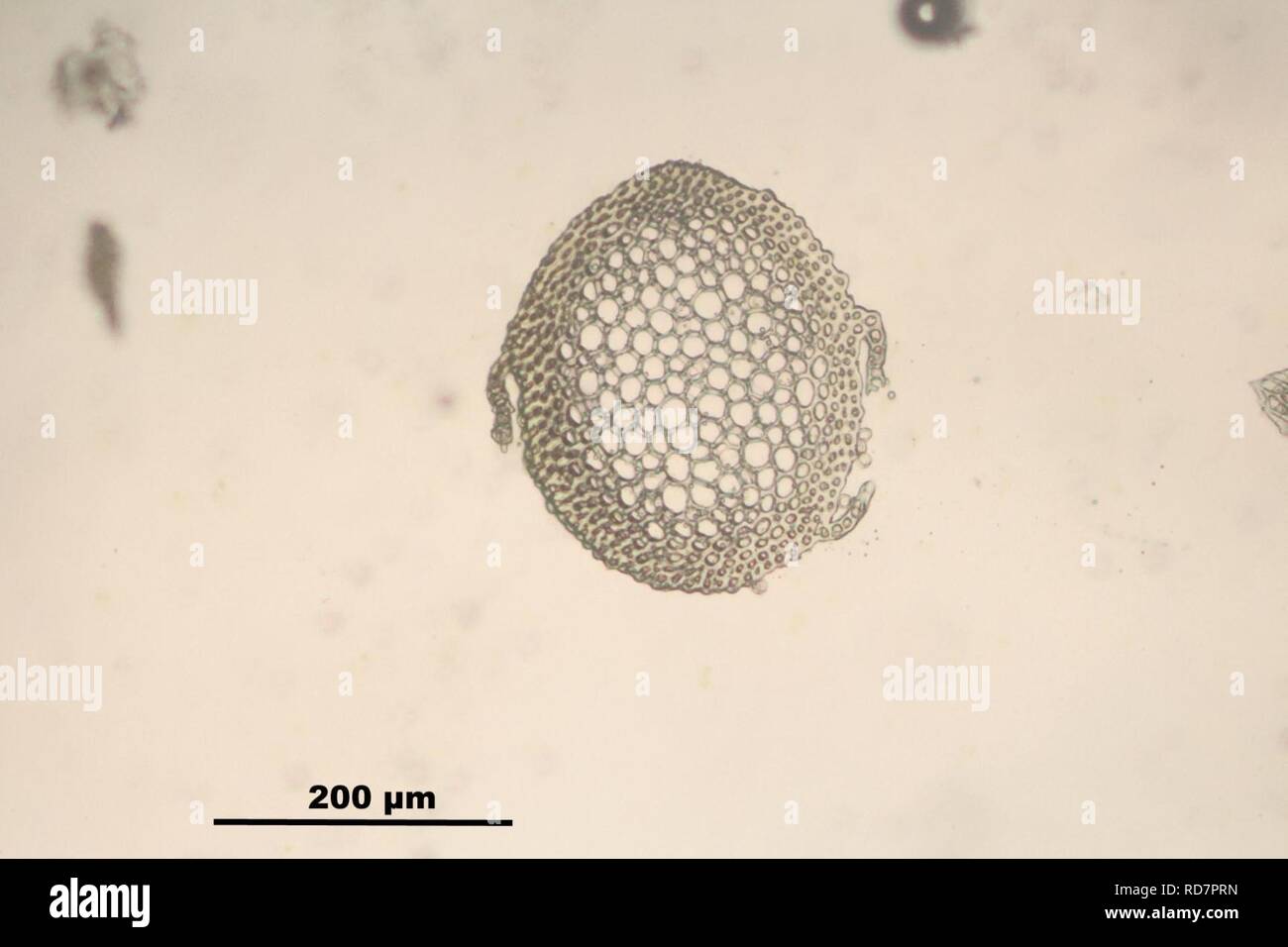 Anomodon attenuatus (d, 144803-474748) 3736. Stock Photo