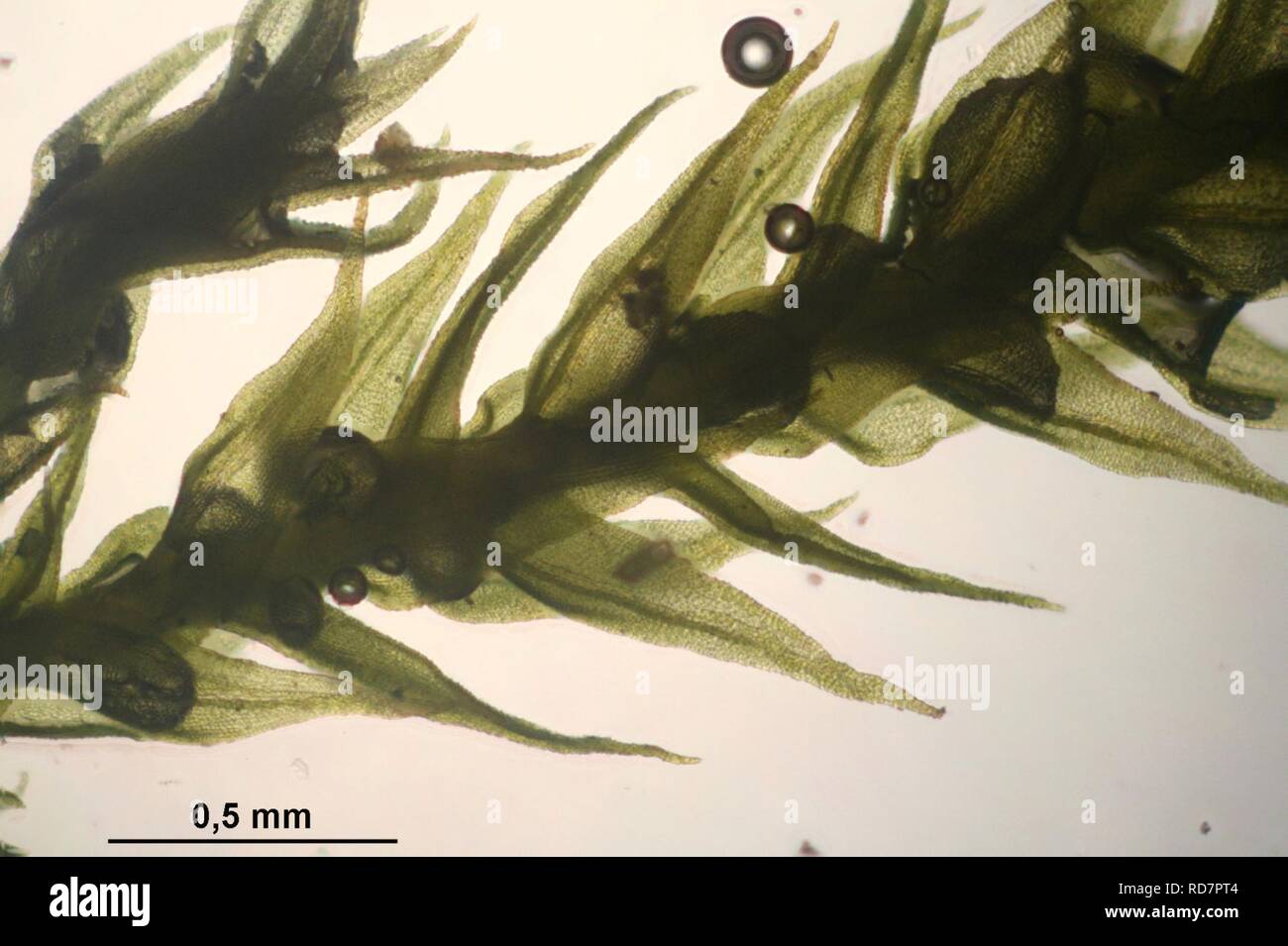 Anomodon longifolius (a, 143108-475444) 5745. Stock Photo
