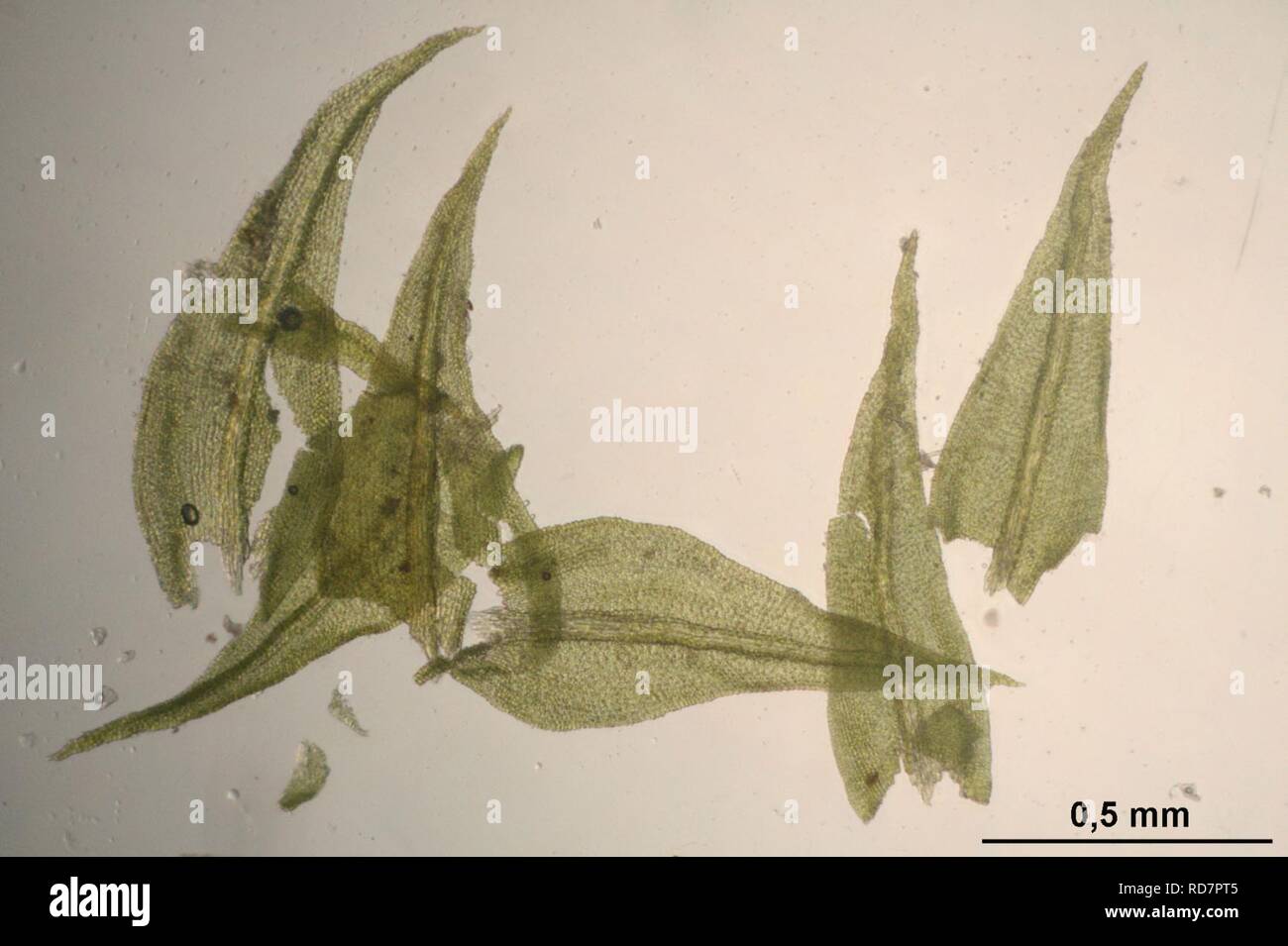 Anomodon longifolius (a, 143108-475444) 5746. Stock Photo