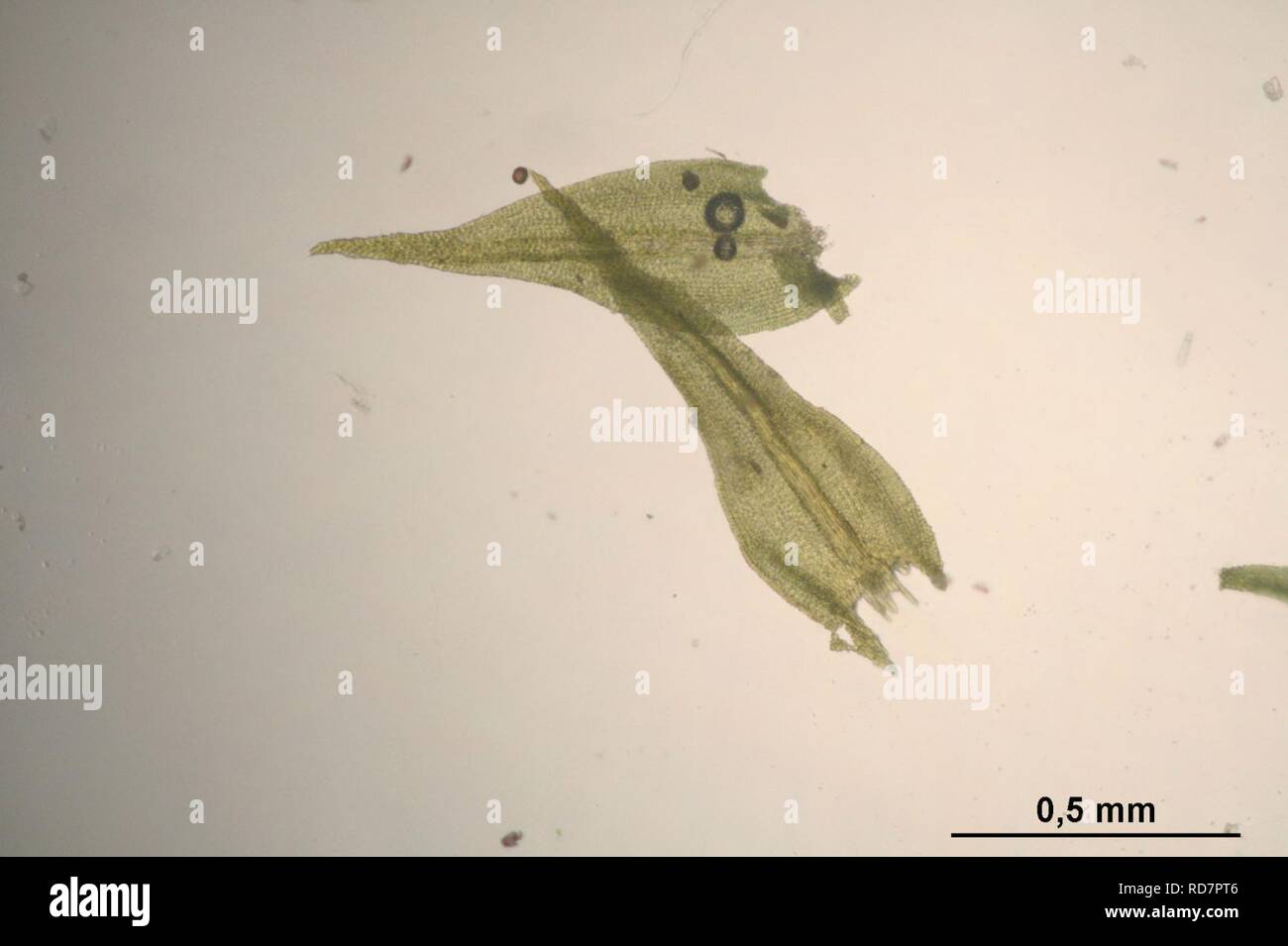 Anomodon longifolius (a, 143108-475444) 5747. Stock Photo